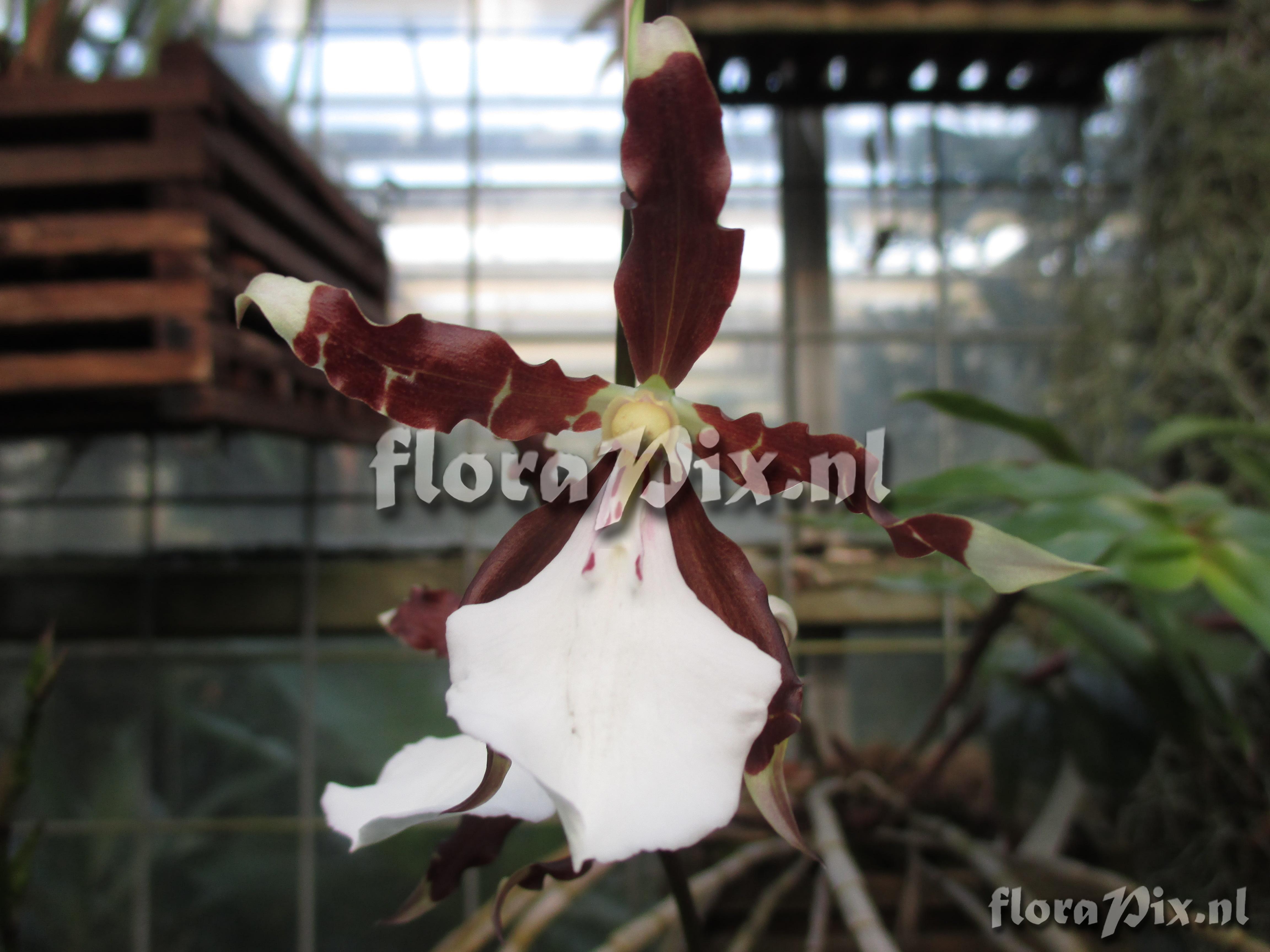 Miltonia cuneata