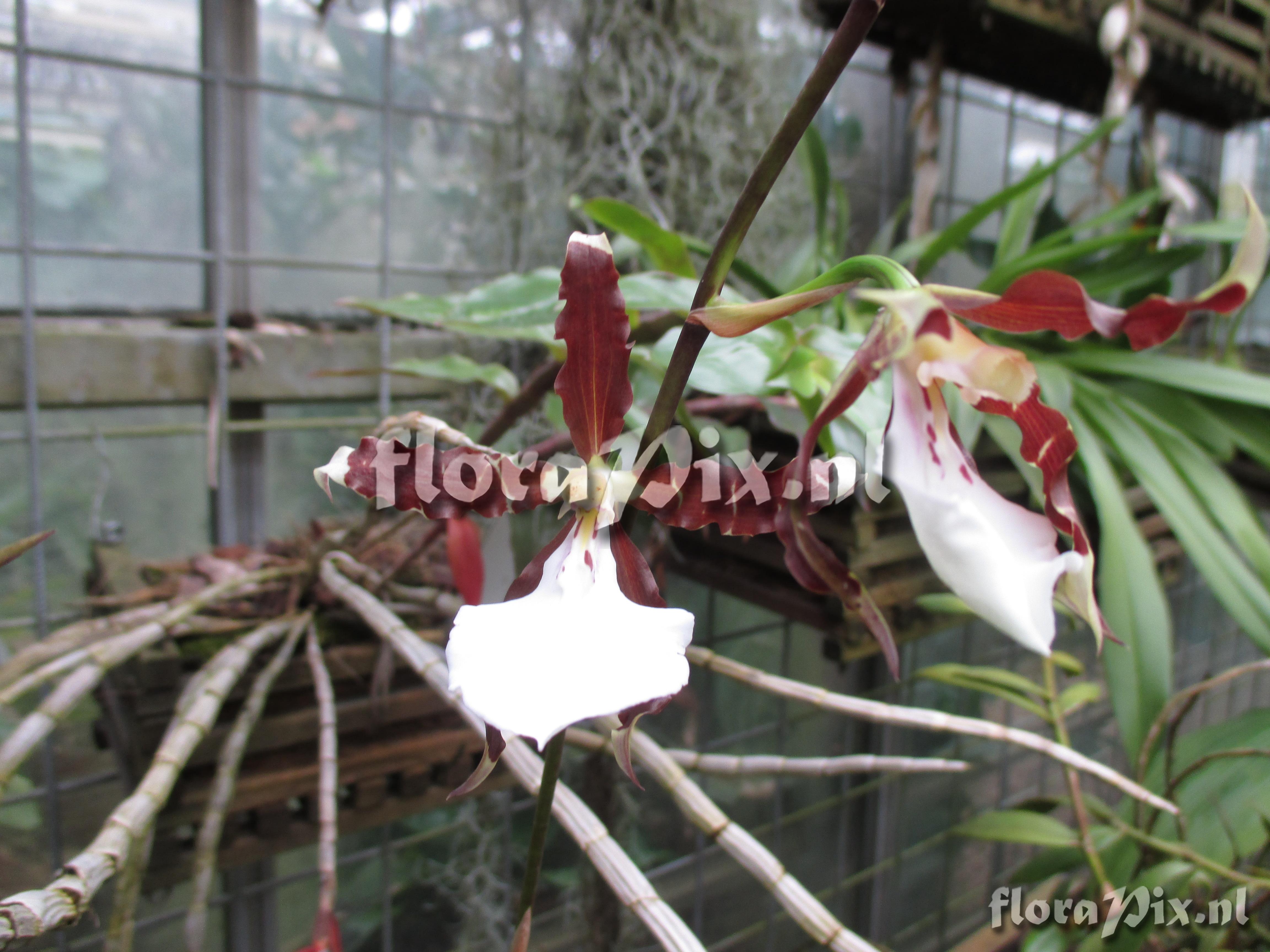 Miltonia cuneata