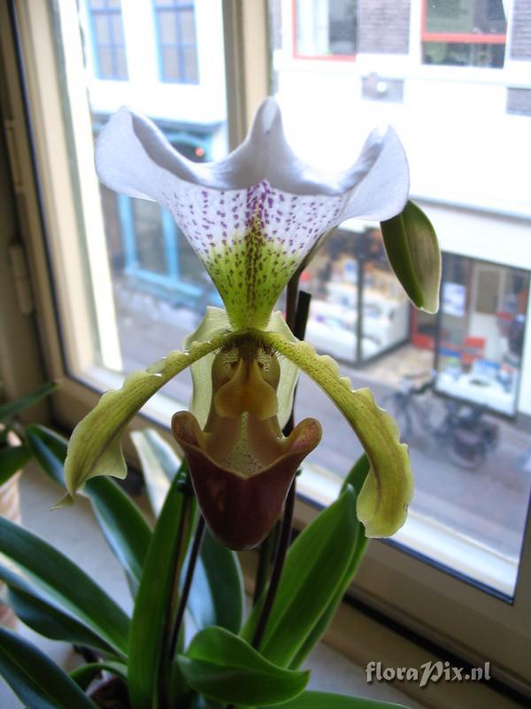 Cultivar Paphiopedilum Leeanum