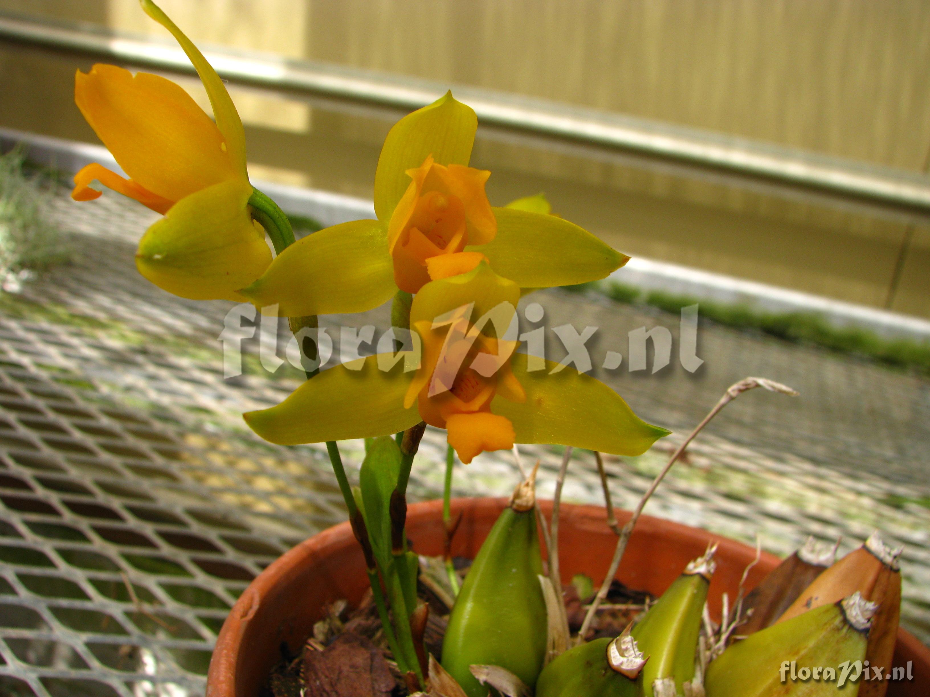 Lycaste cruenta