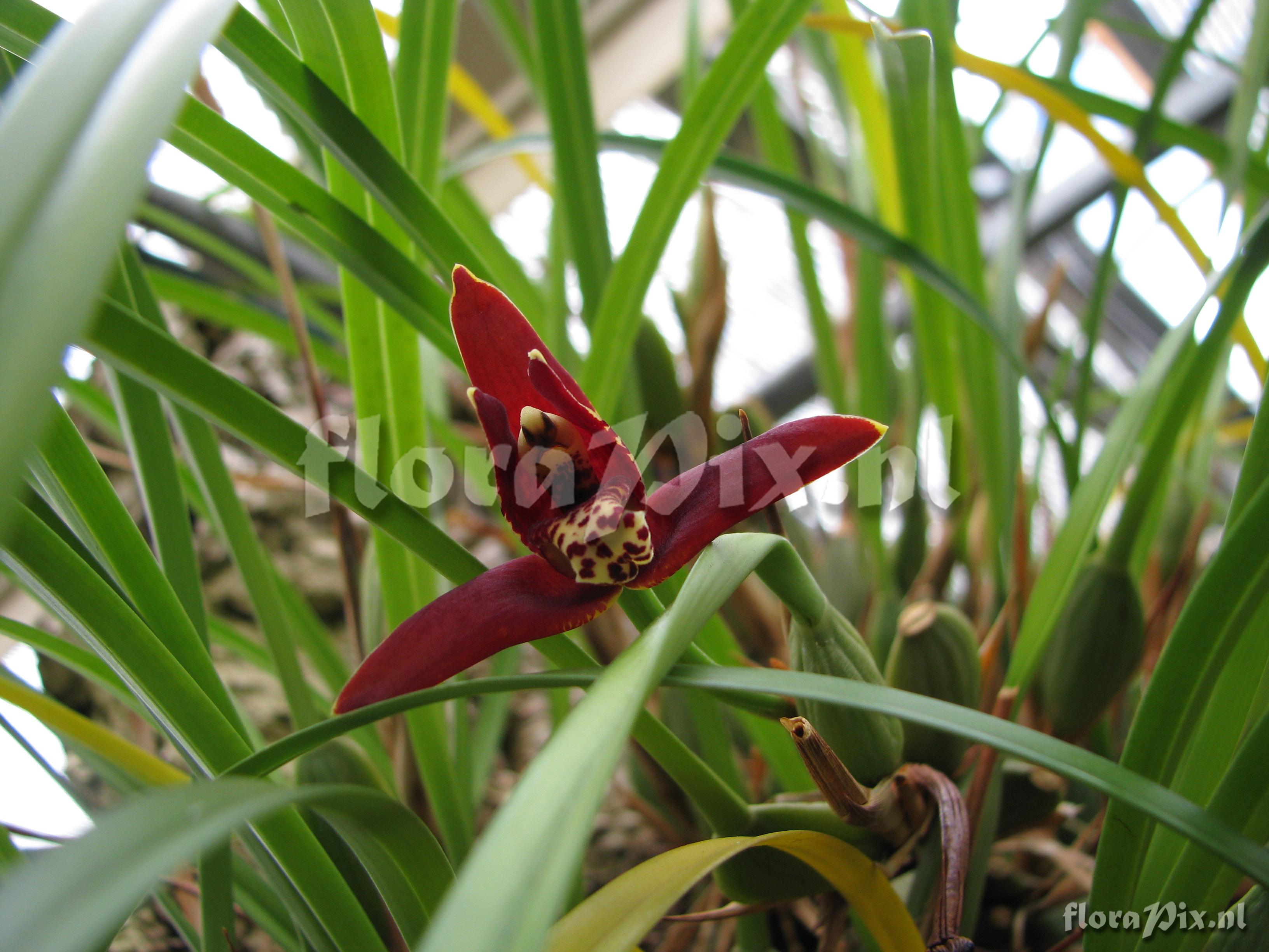 Maxillaria curtipes