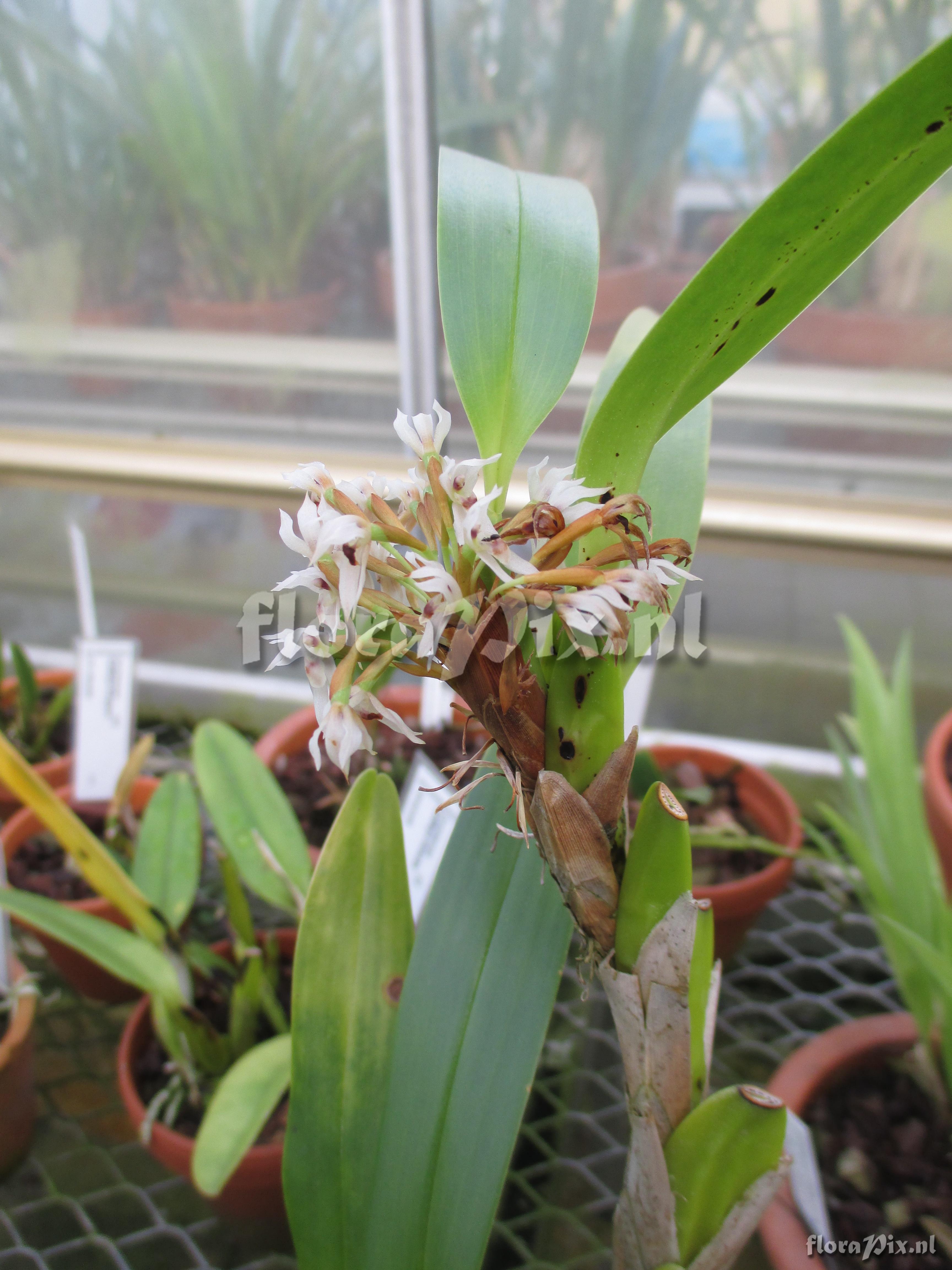 Maxillaria densa 