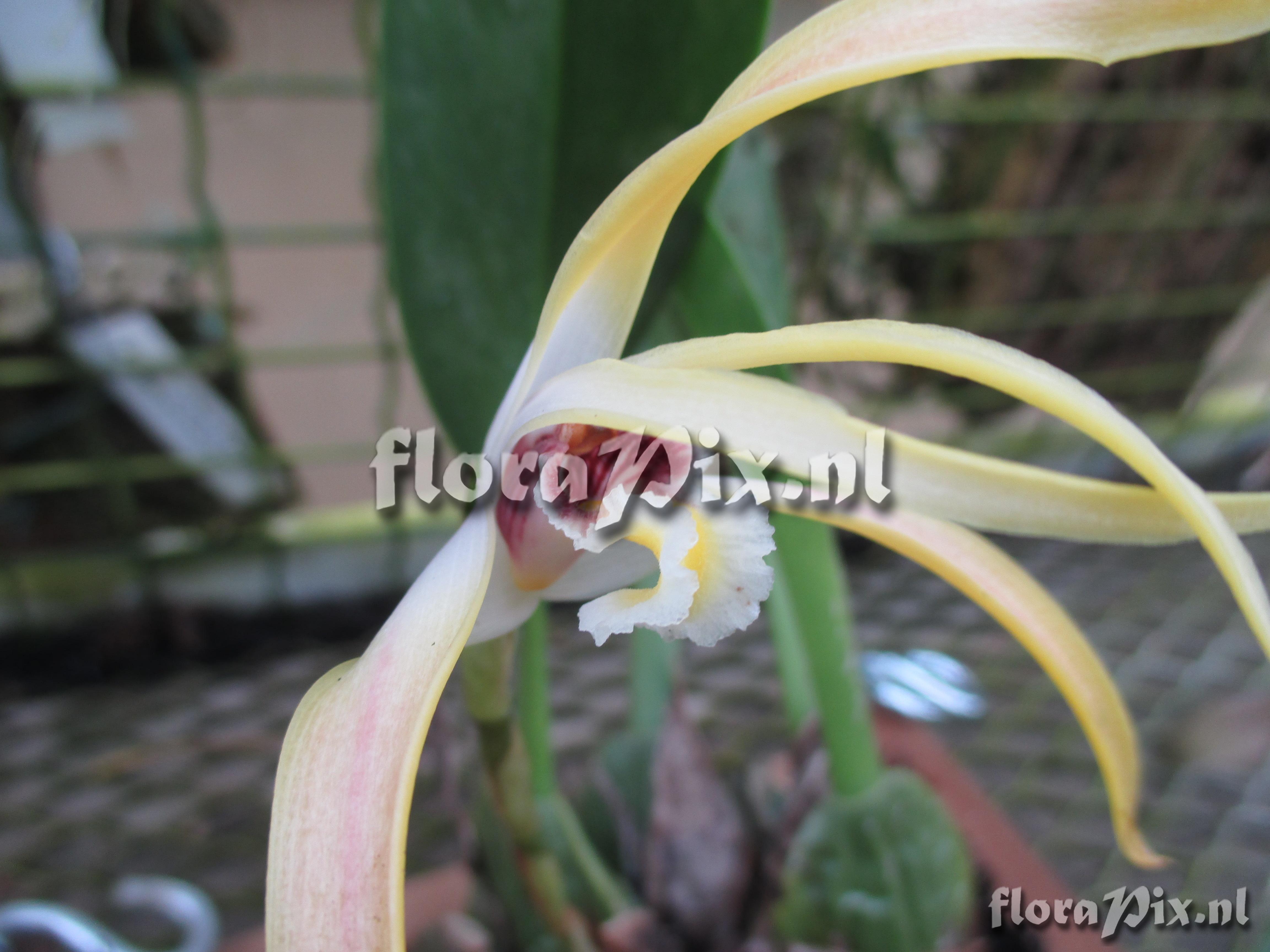 Maxillaria aff. luteograndiflora