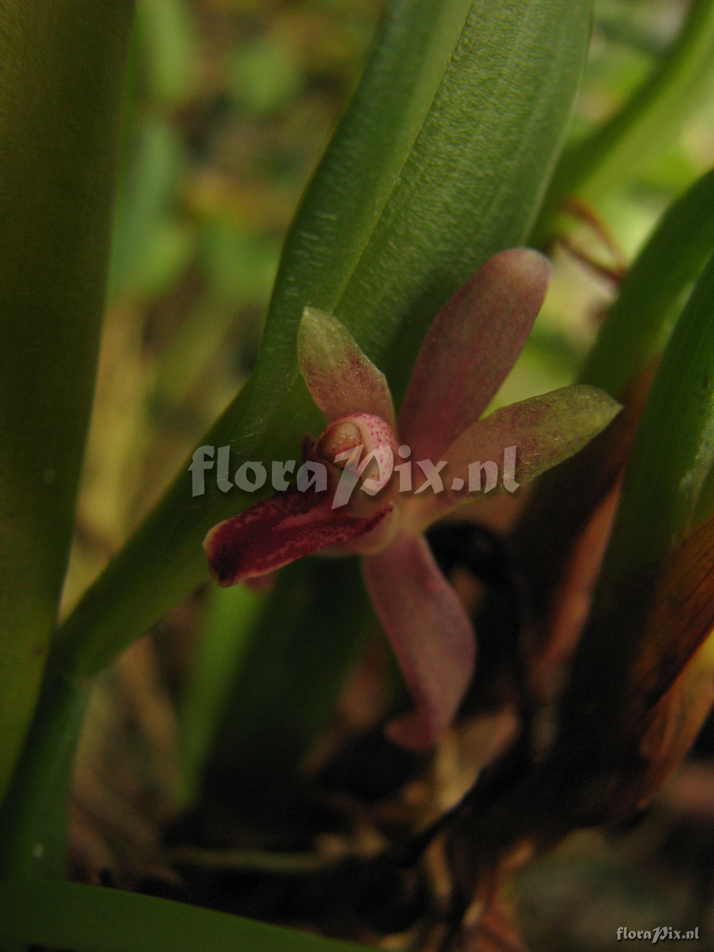 Maxillaria aff. dodsonii