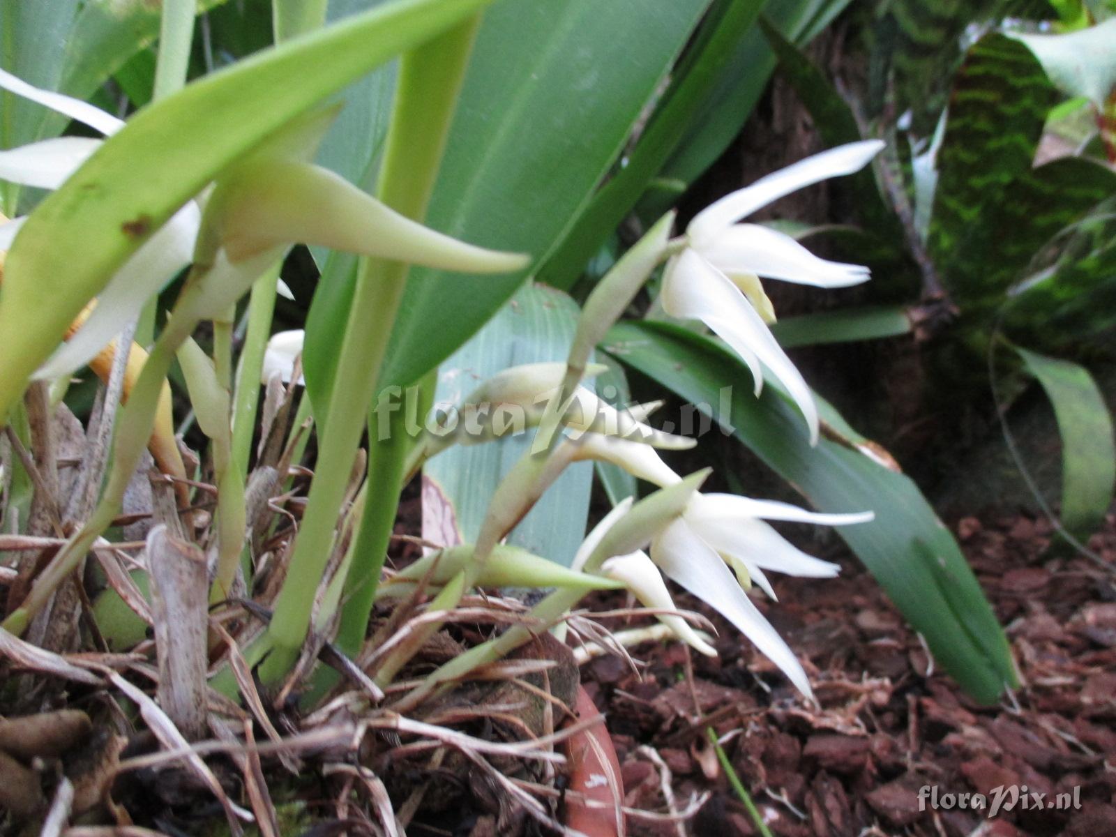 Maxillaria albiflora orch 07474