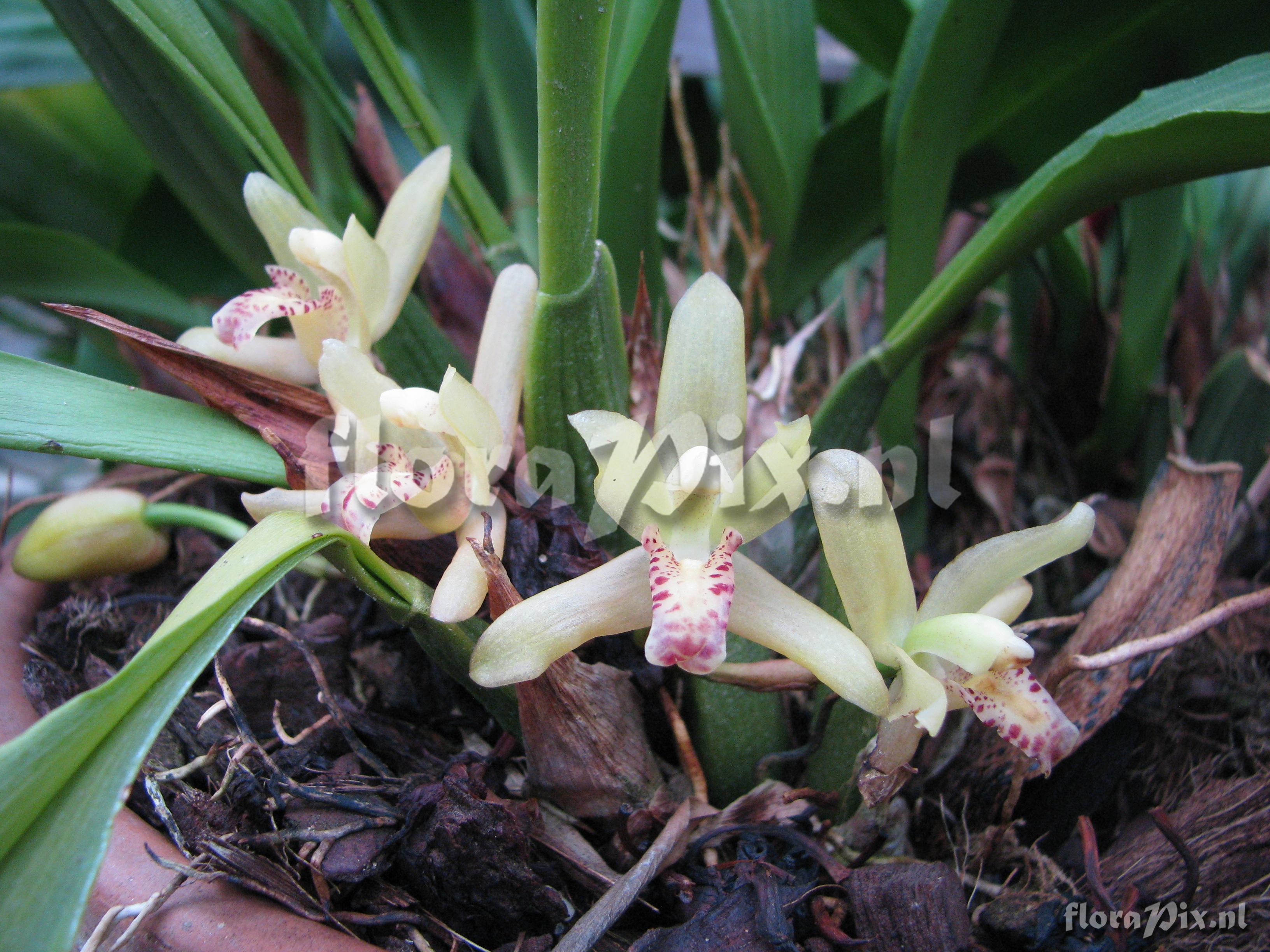 Maxillaria rufescens