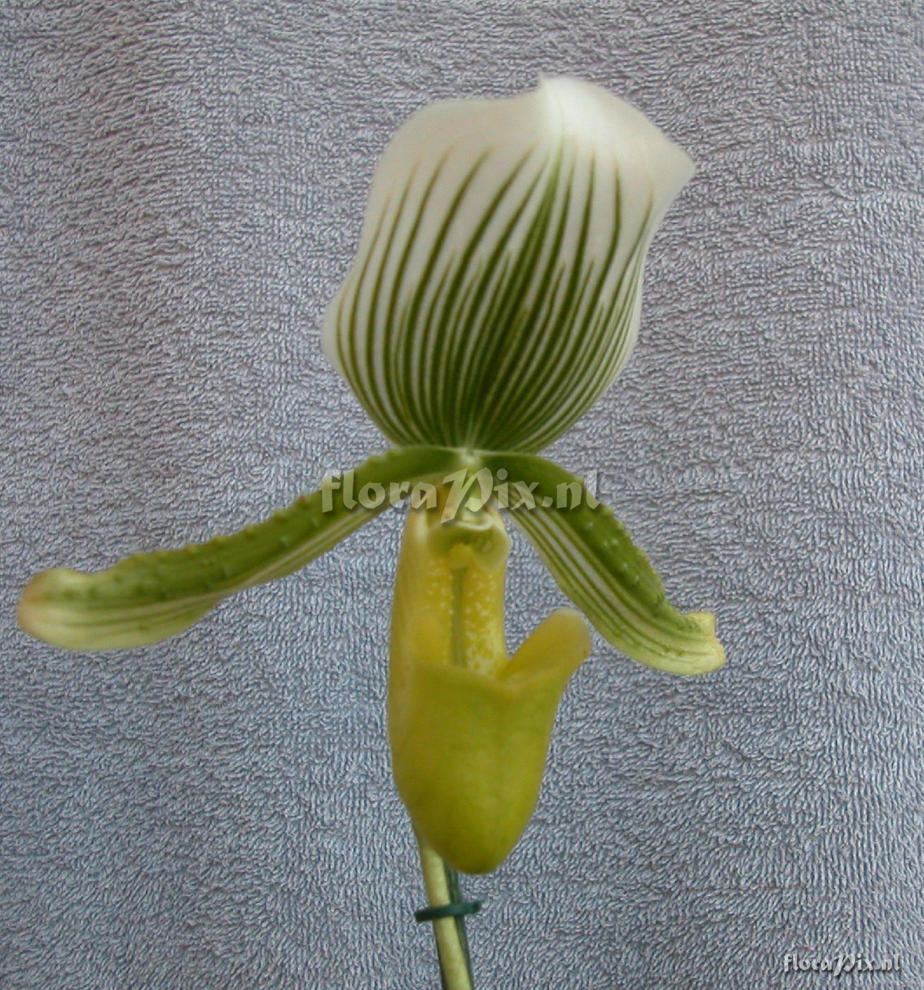 Cultivar Paphiopedilum Maudiae hybride