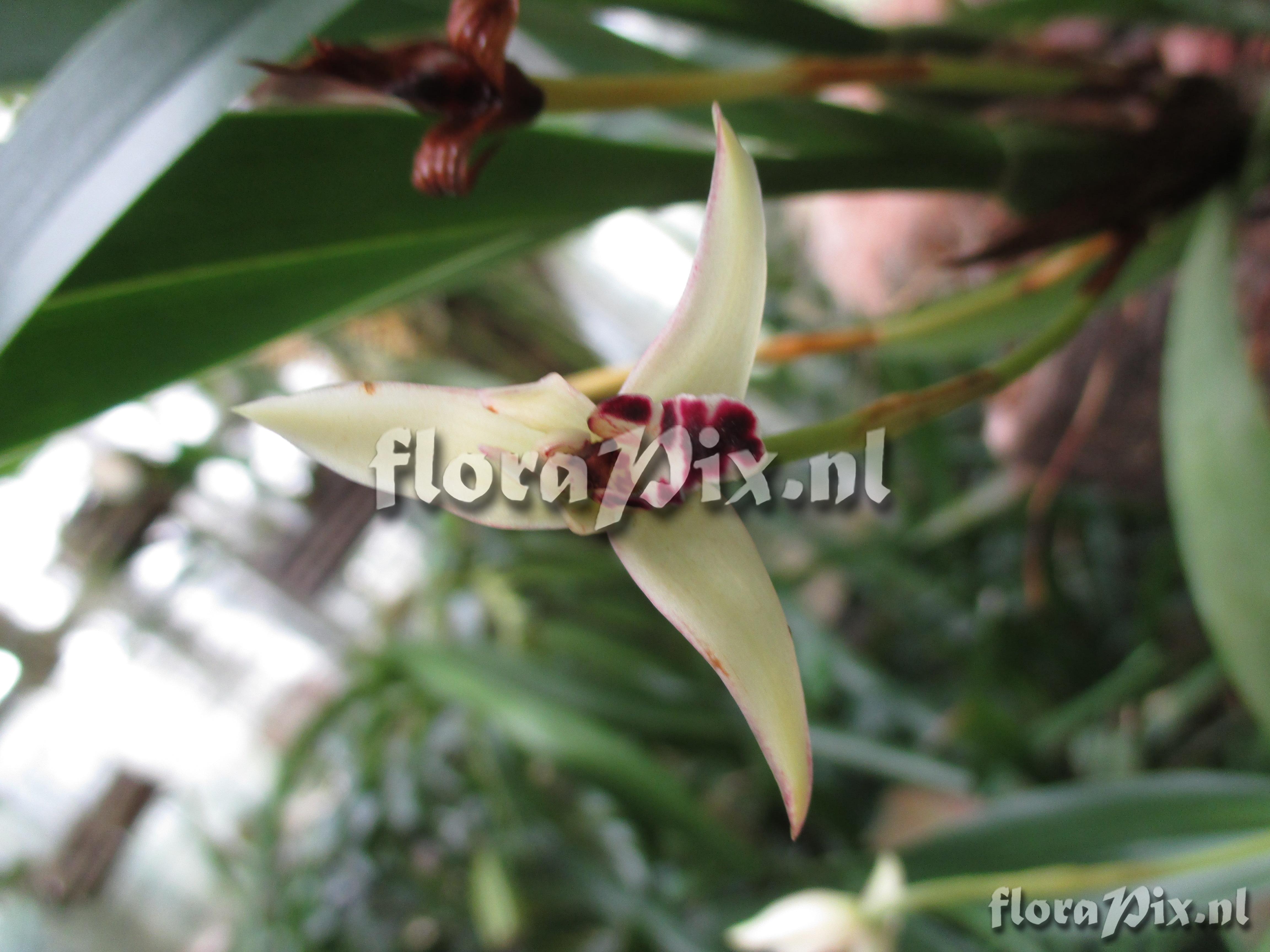 Maxillaria marginata