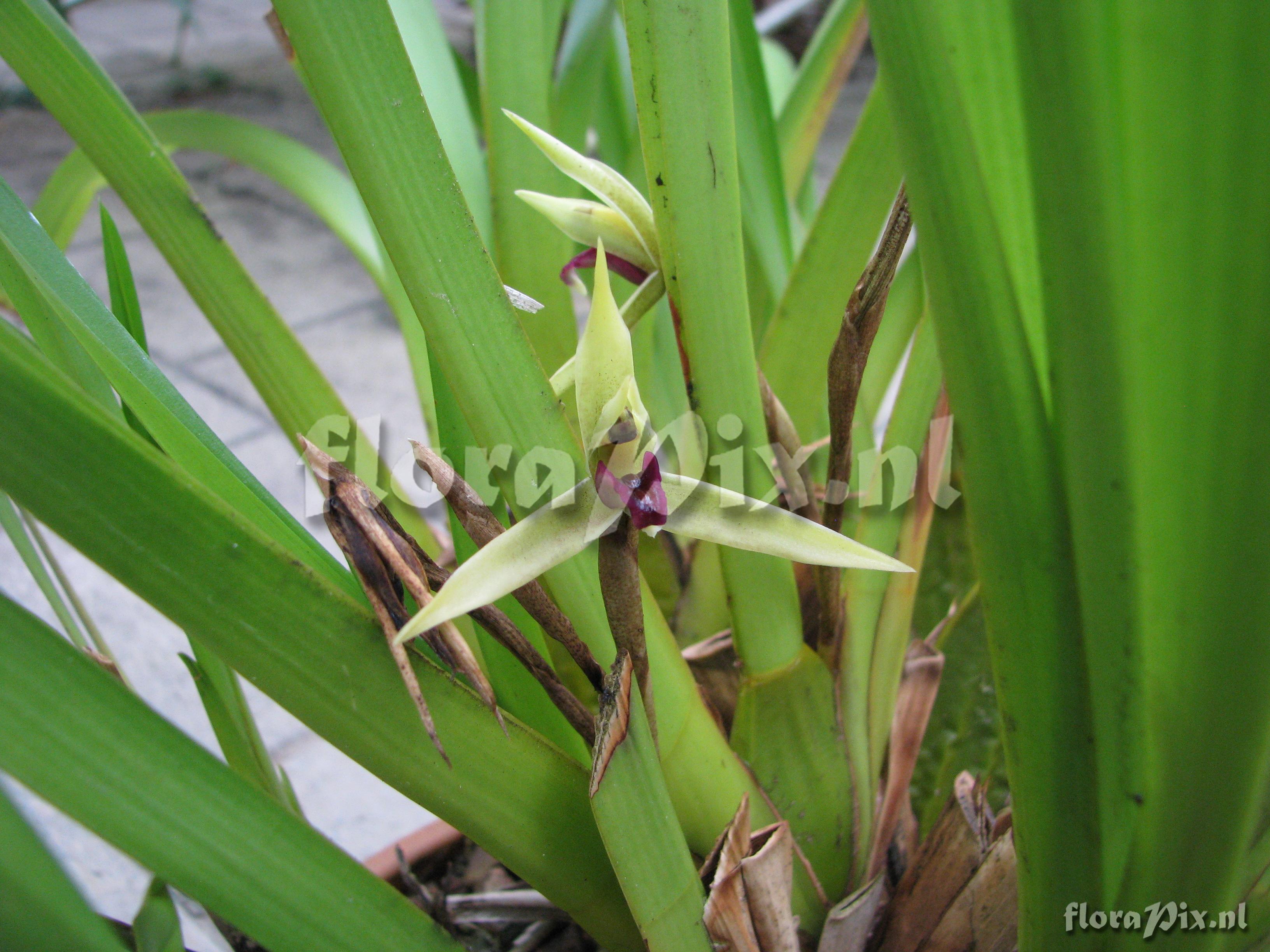 Maxillaria spec.