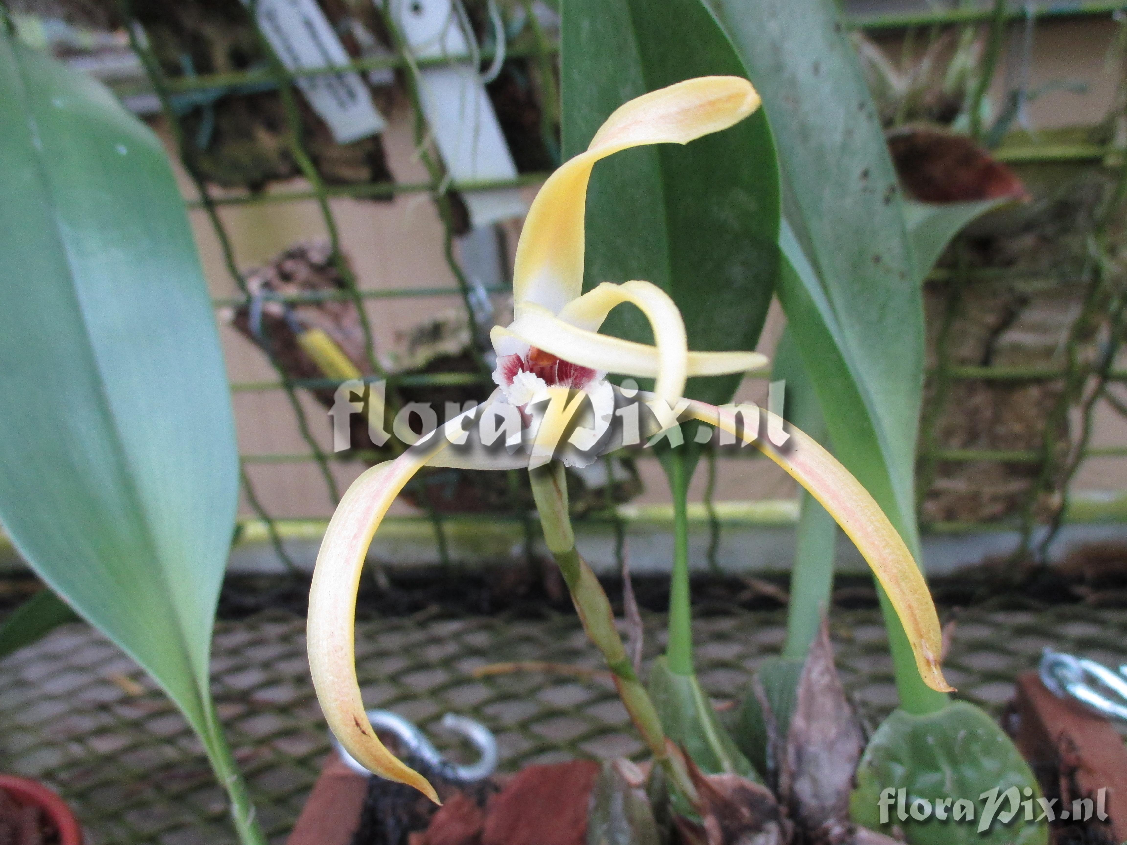 Maxillaria aff. luteograndiflora