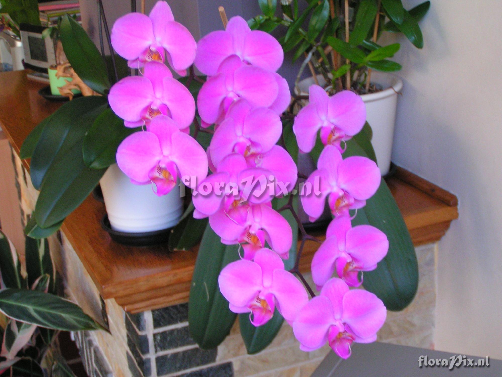 Cultivar Phalaenopsis hybride