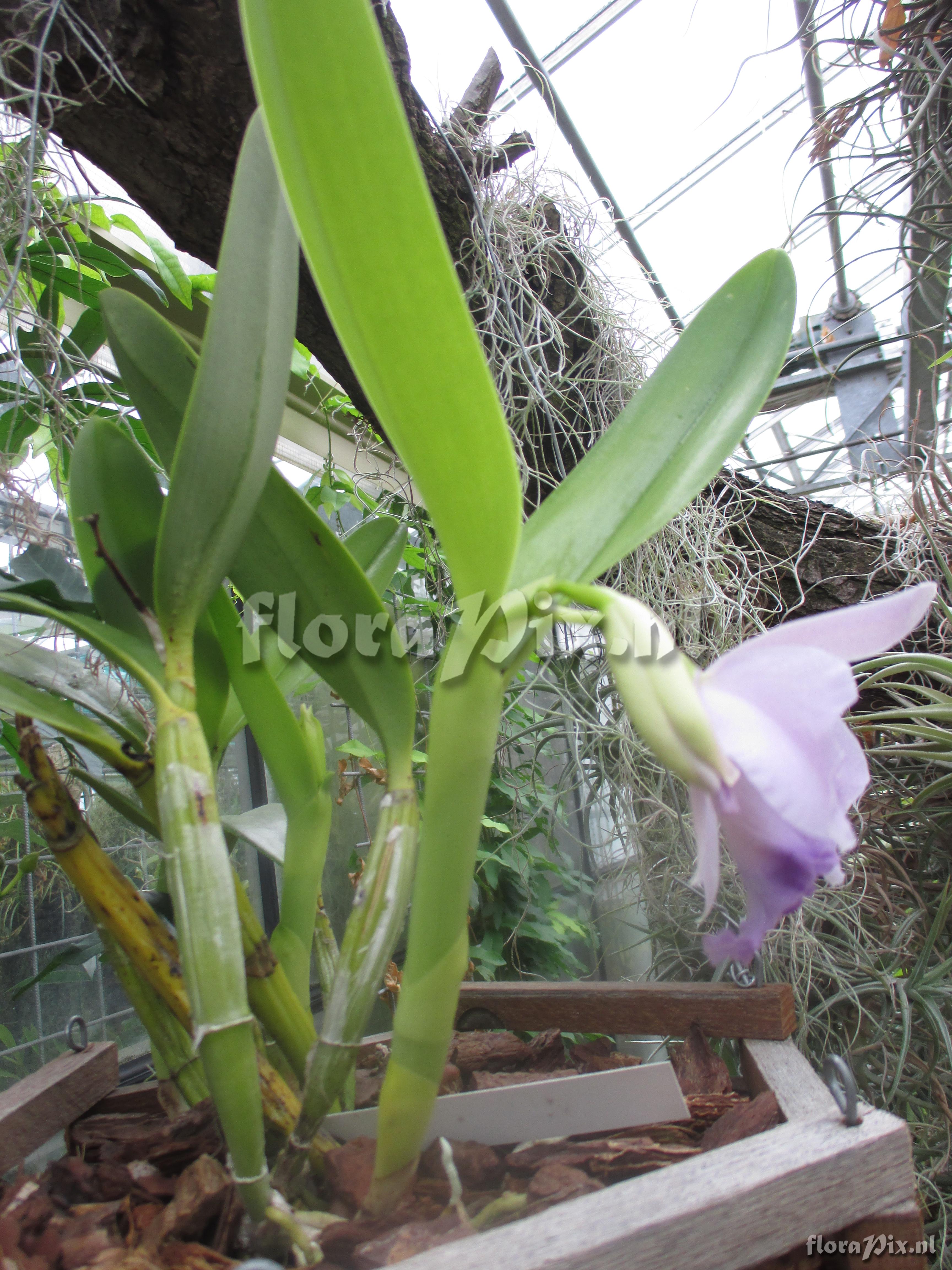 Laelia pumila var, coerulea