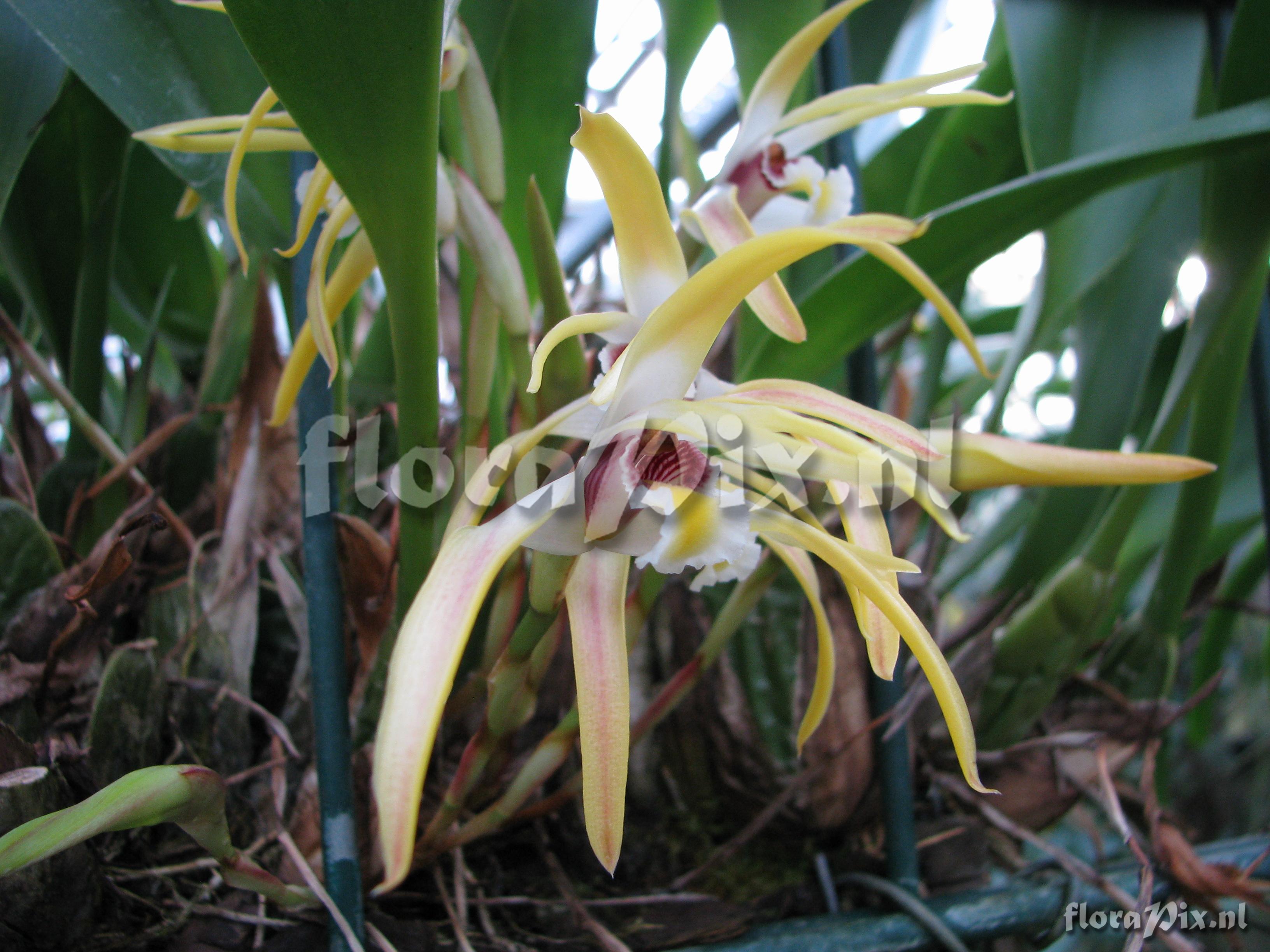 Maxillaria lujteograndiflora