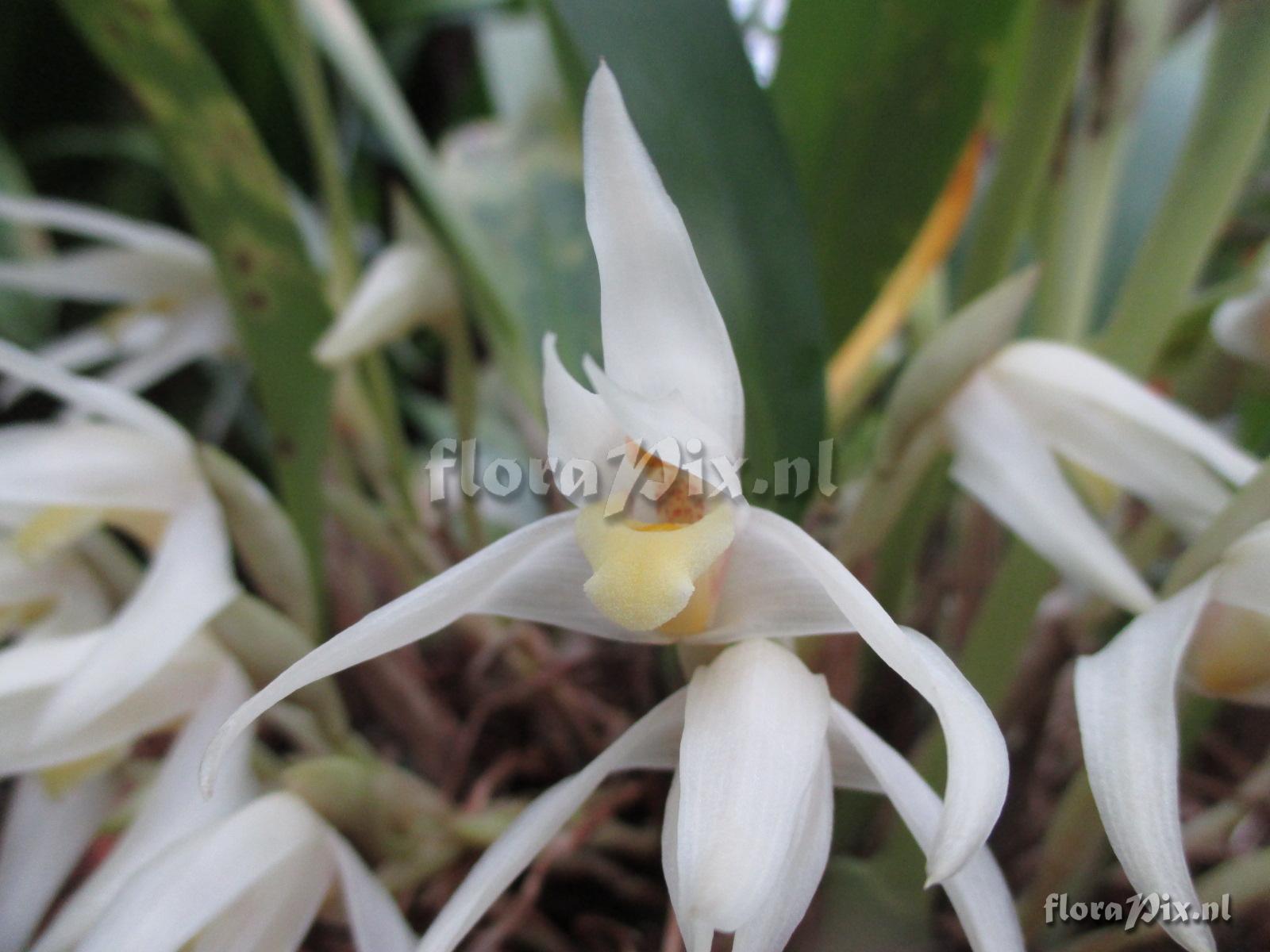 Maxillaria albiflora orch 07474