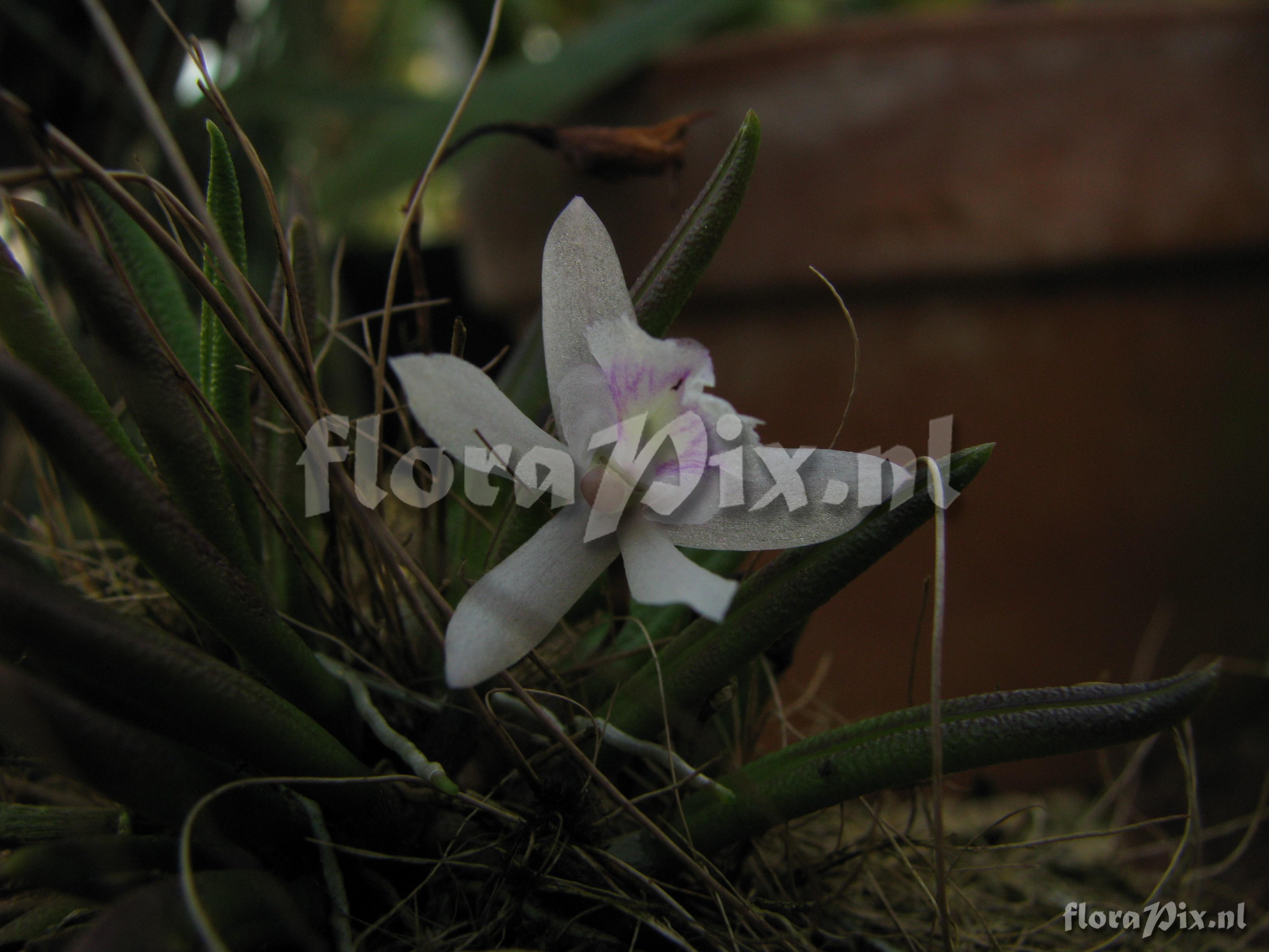 Leptotes tenuis