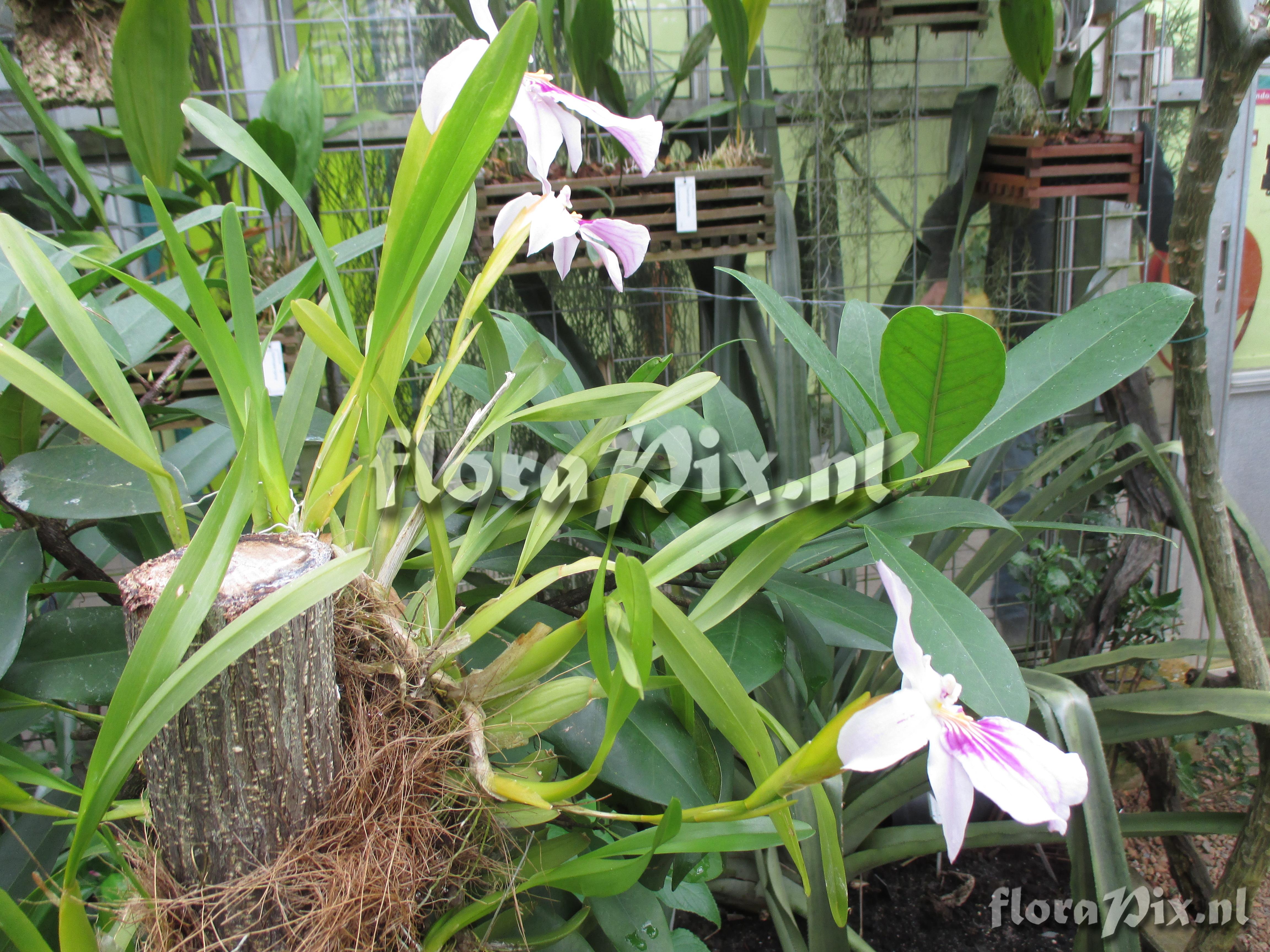 Miltonia spectabilis var. spectabilis