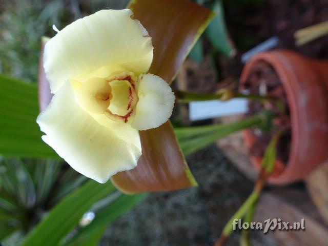 Lycaste brevispatha