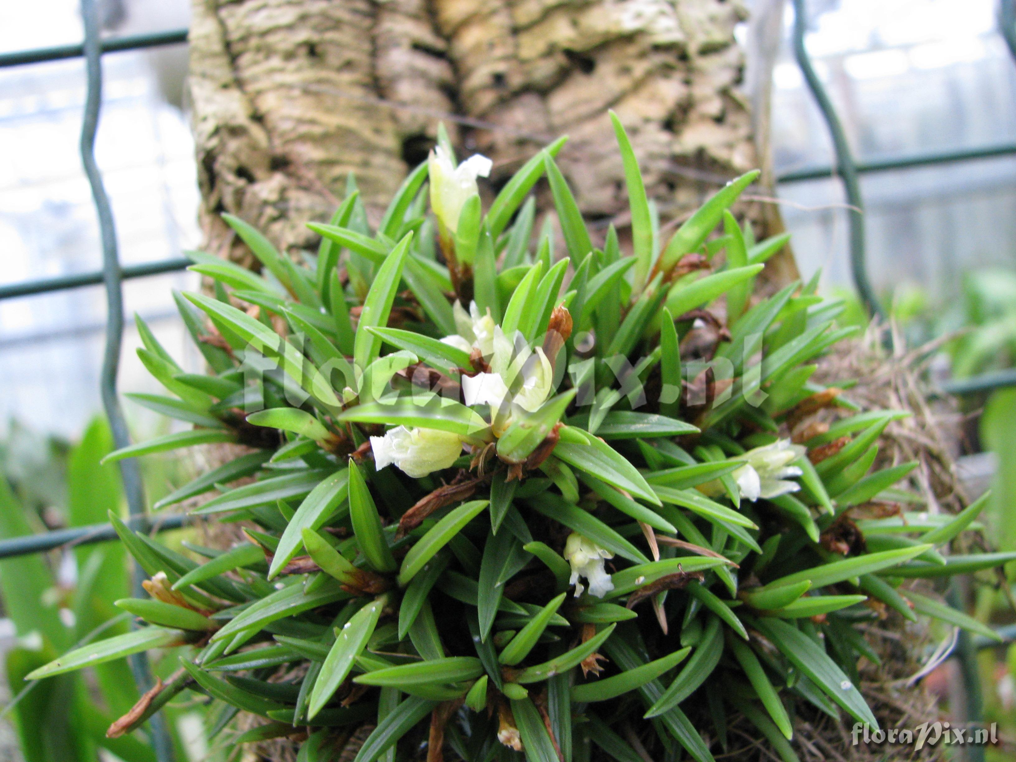 Maxillaria uncata 02ZW00932 -G