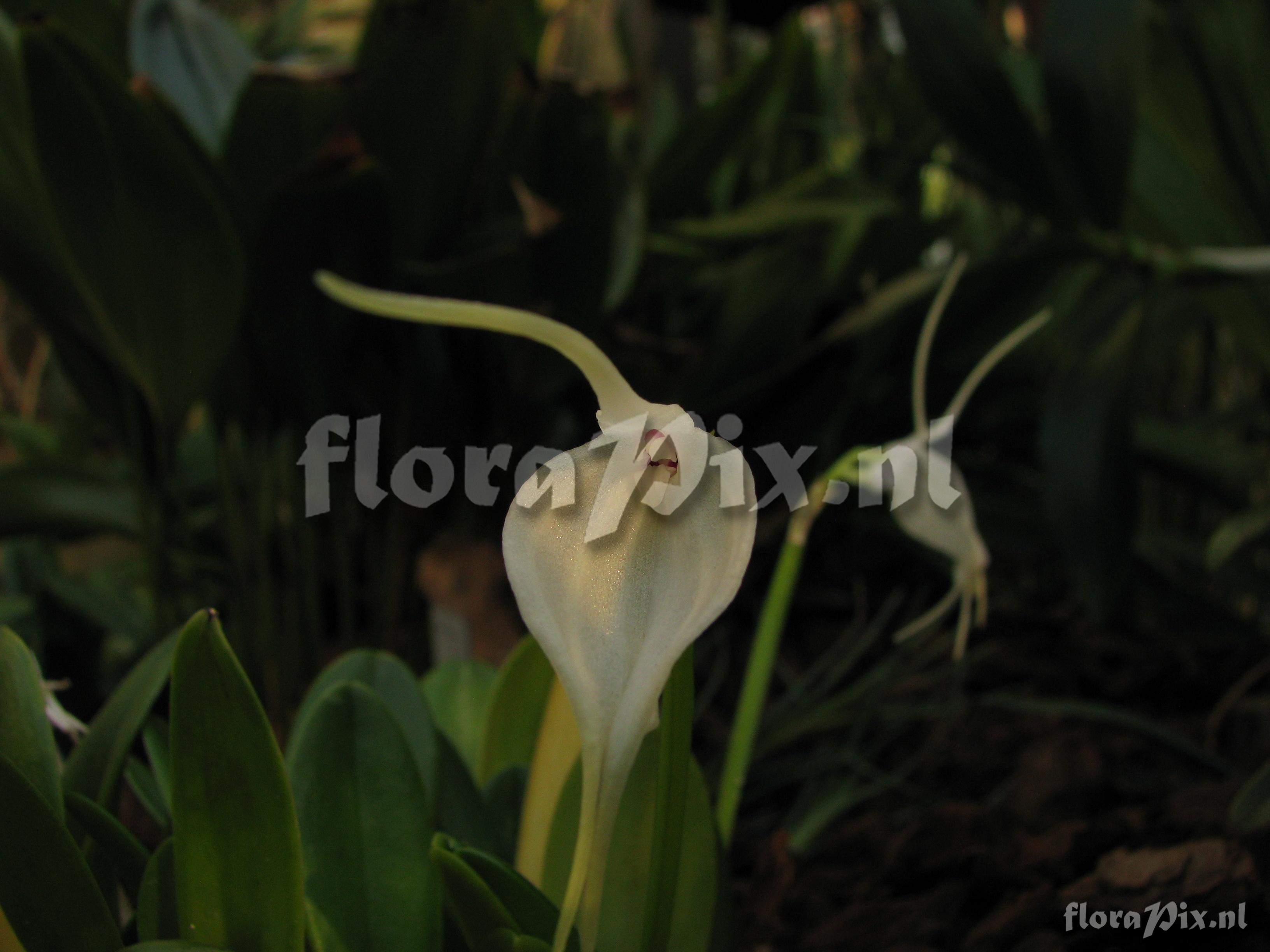 Masdevallia tovarensis