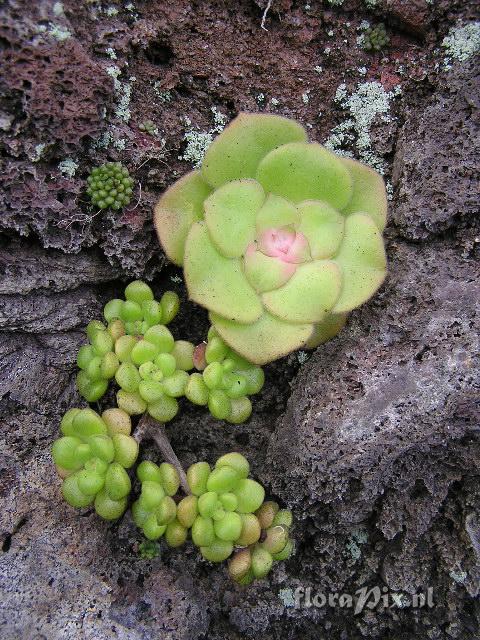 Aeonium lindleyi, Aeoninium canariensis, Monanthes sp