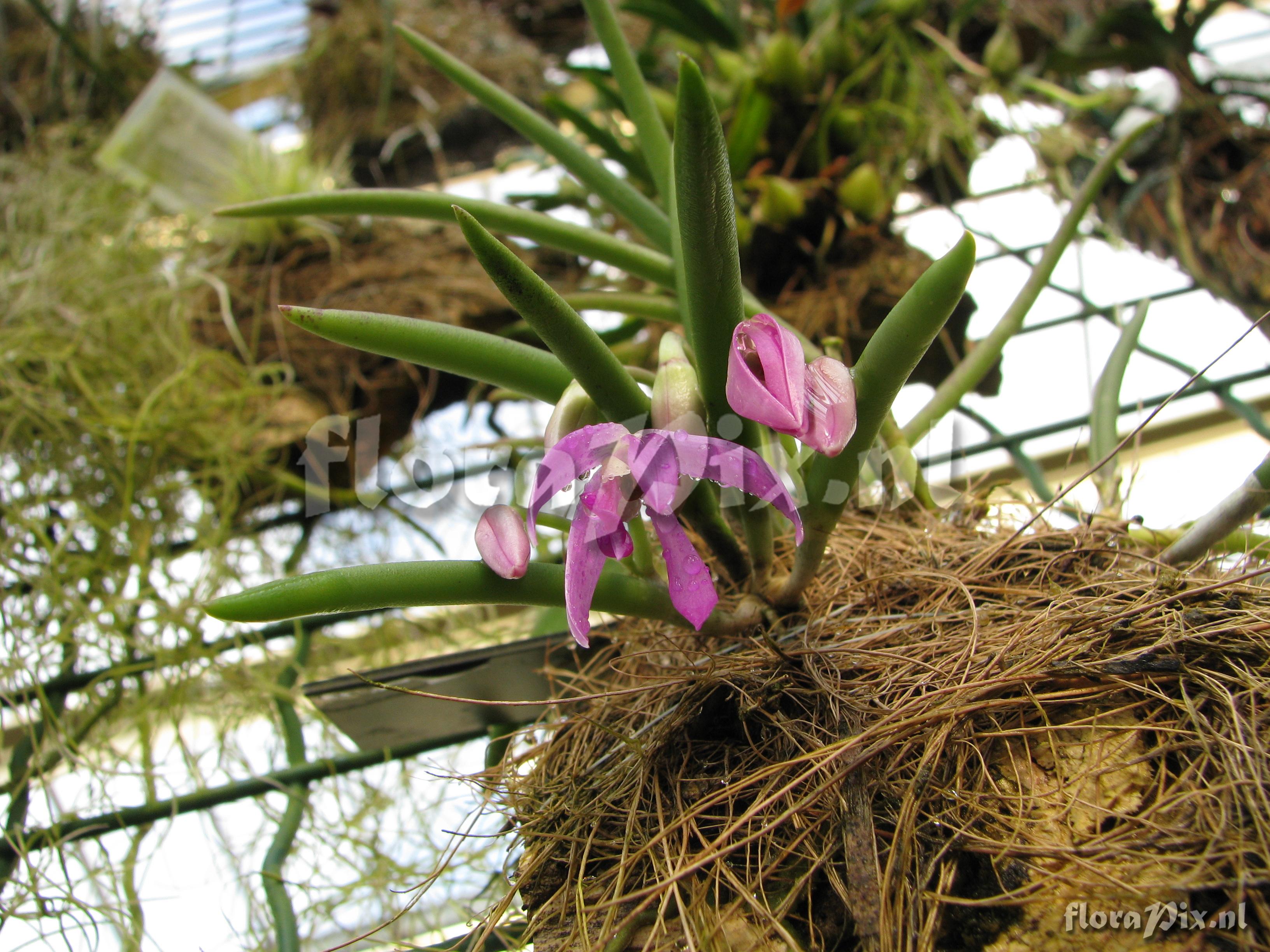 Leptotes pohlitinocoi