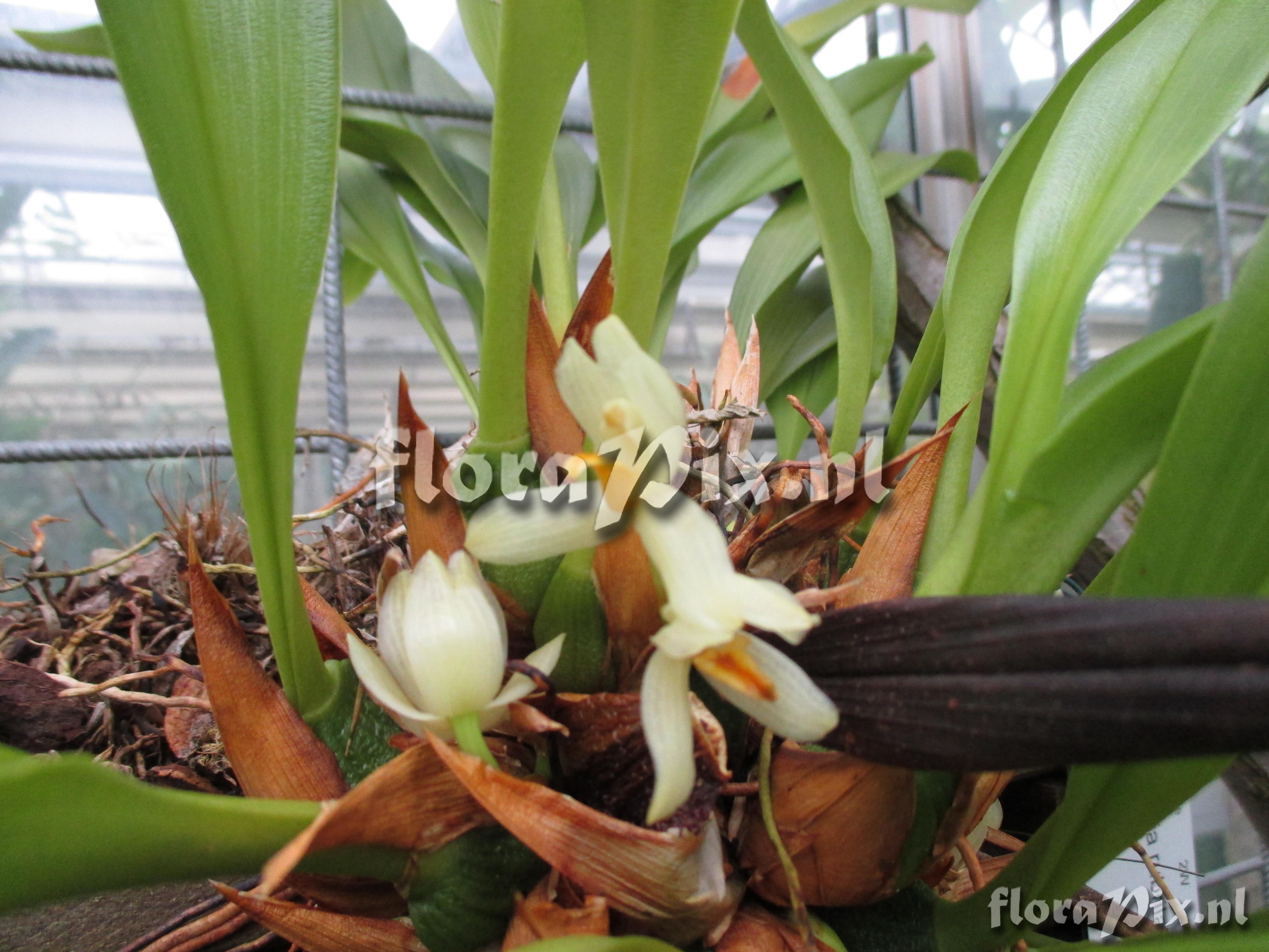 Maxillaria rubrilabia