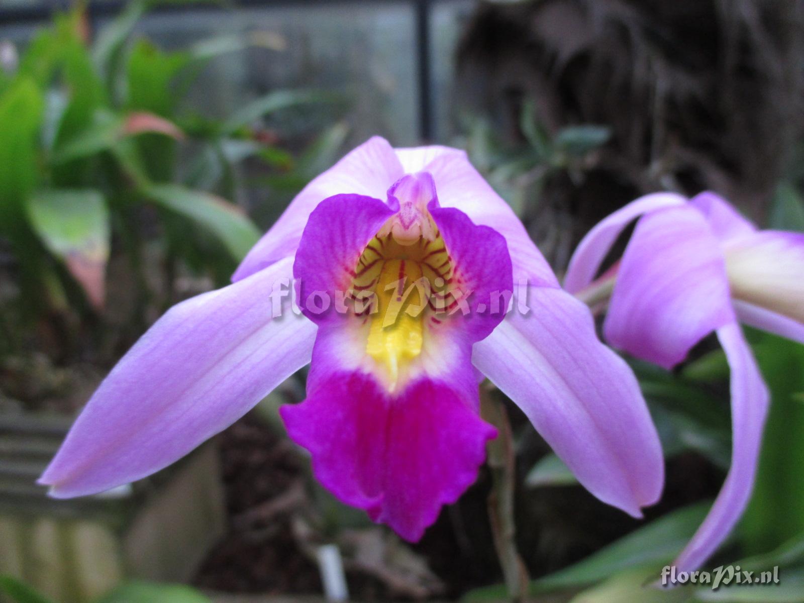 Laelia anceps