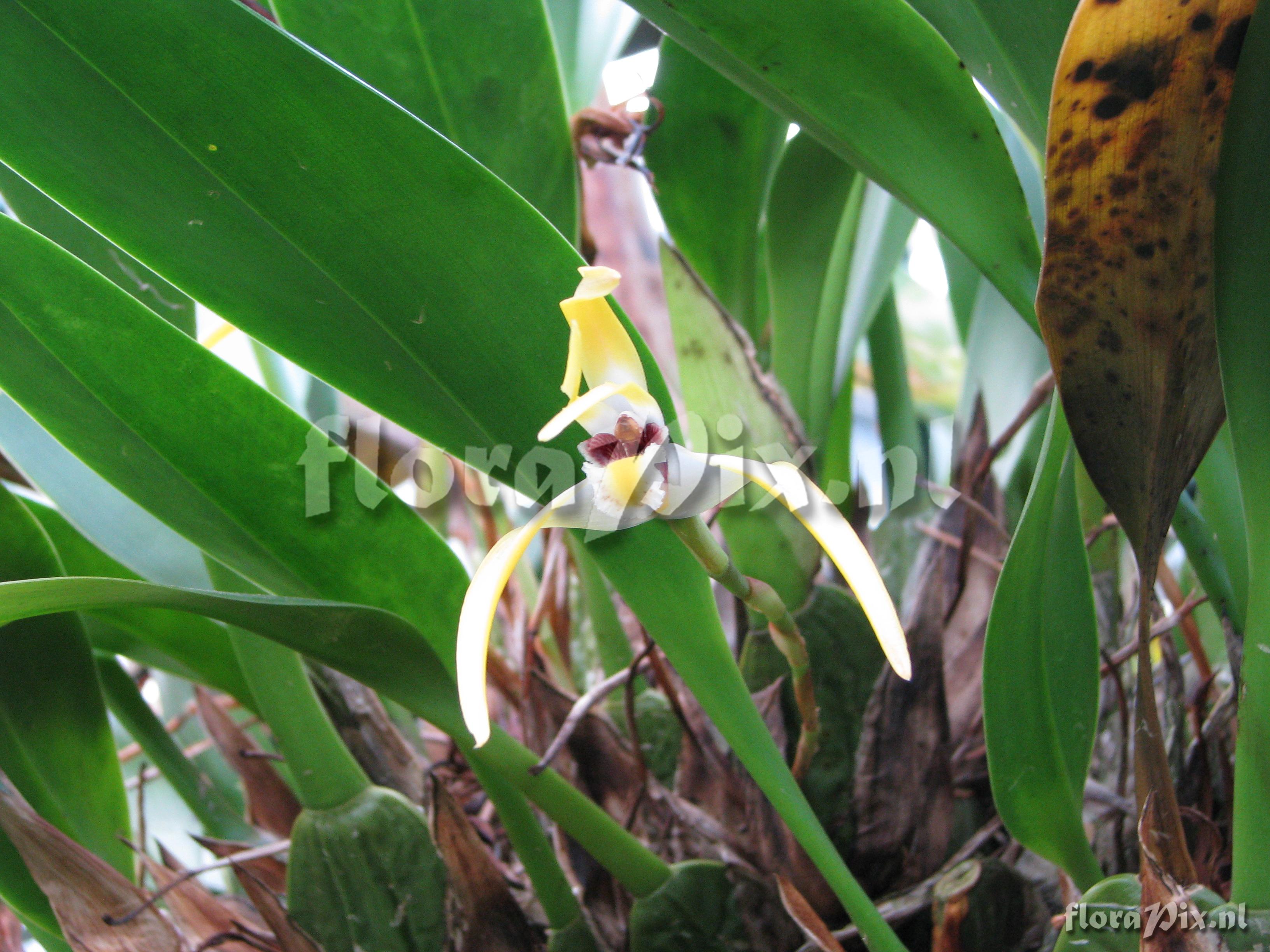 Maxillaria robusta 0U