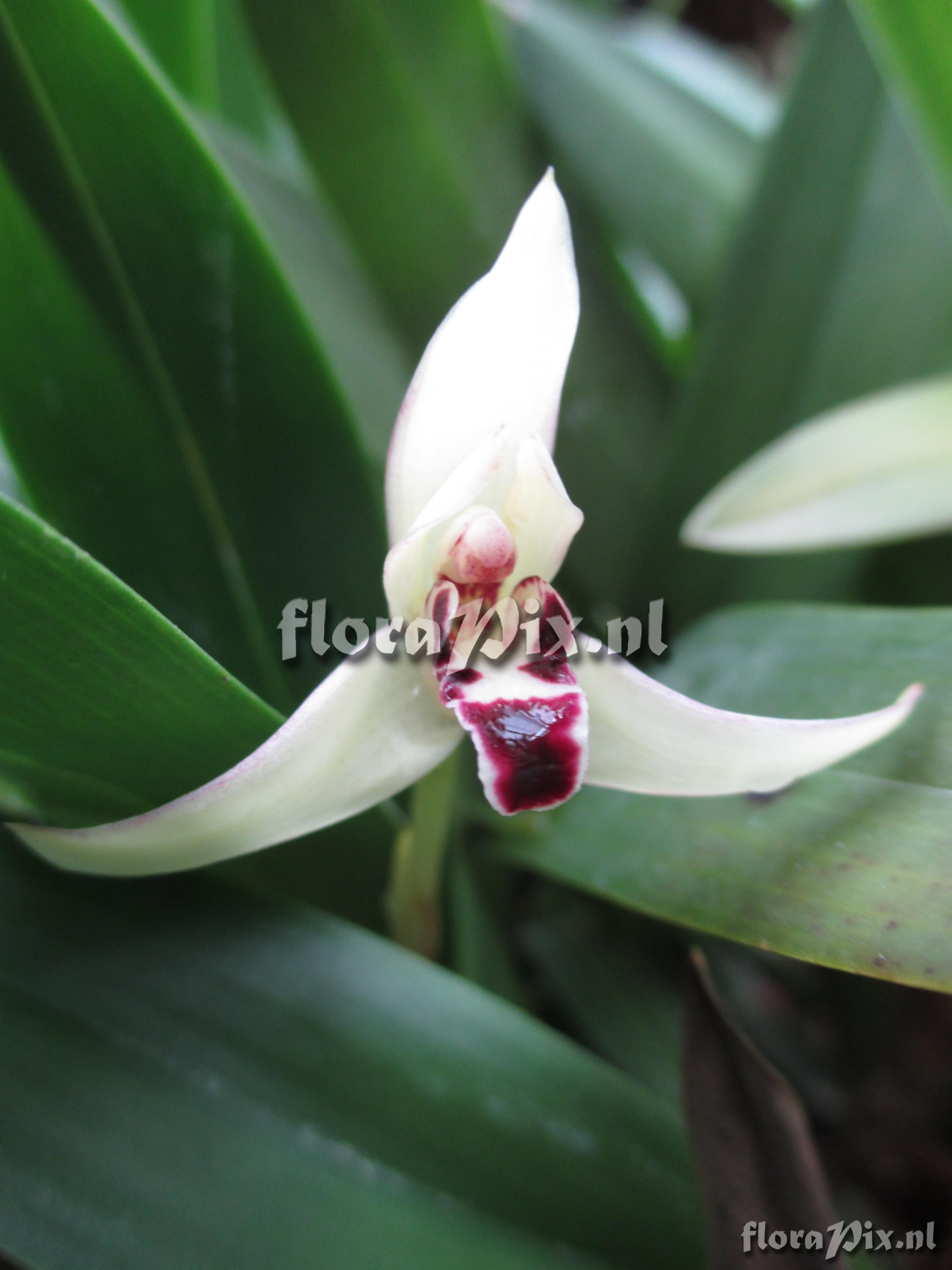 Maxillaria marginata