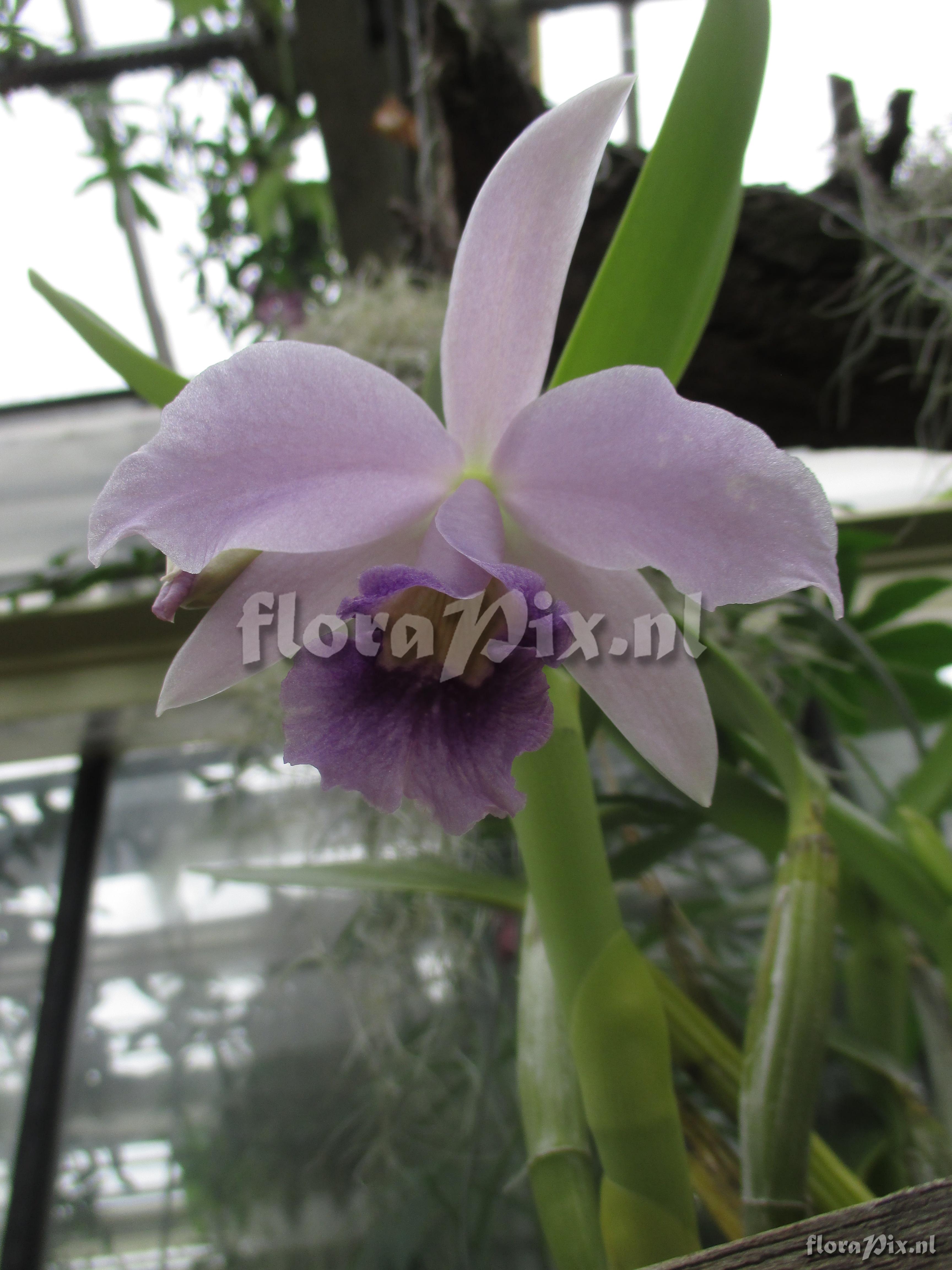 Laelia pumila var, coerulea