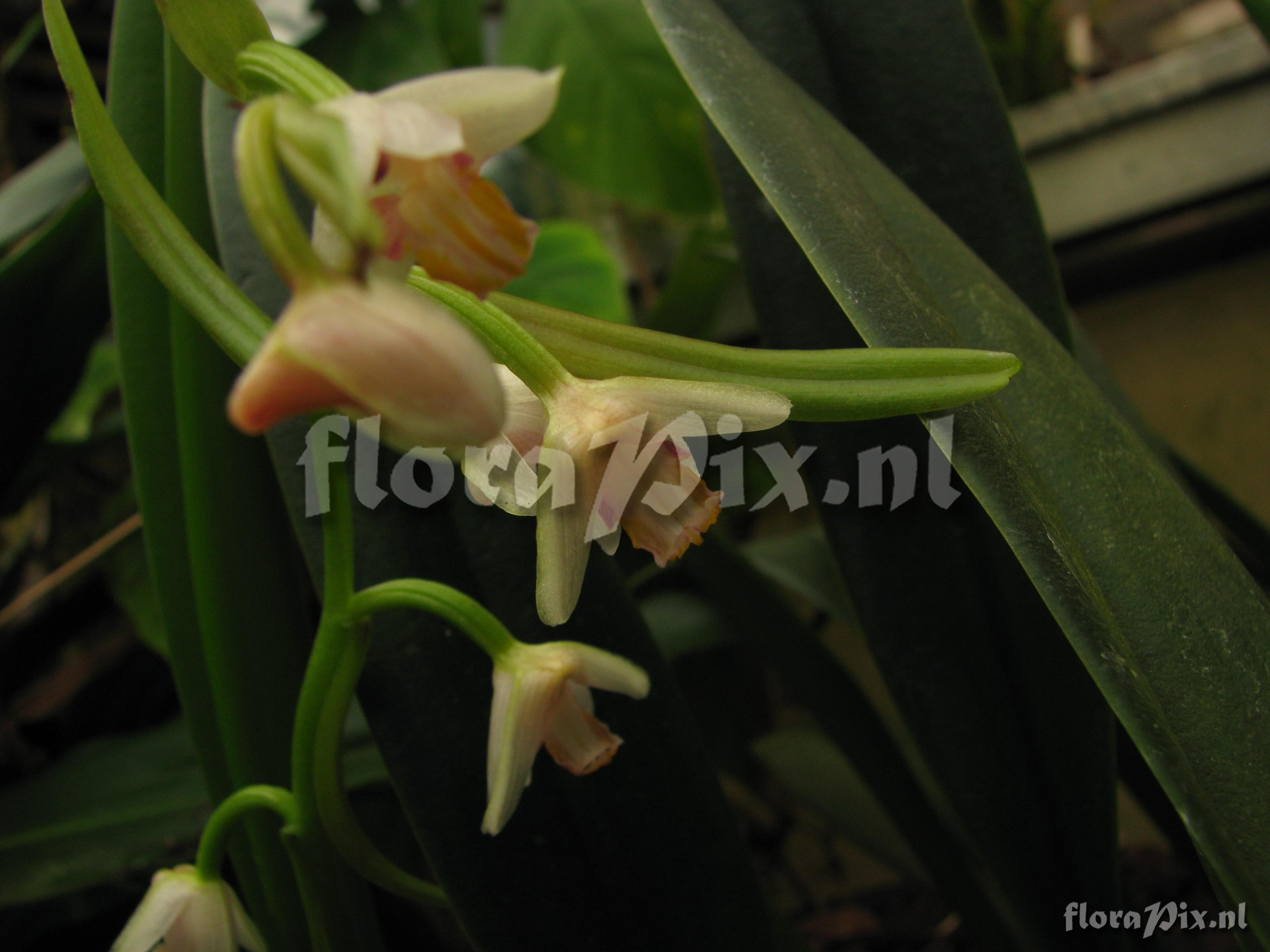 Eria rosea