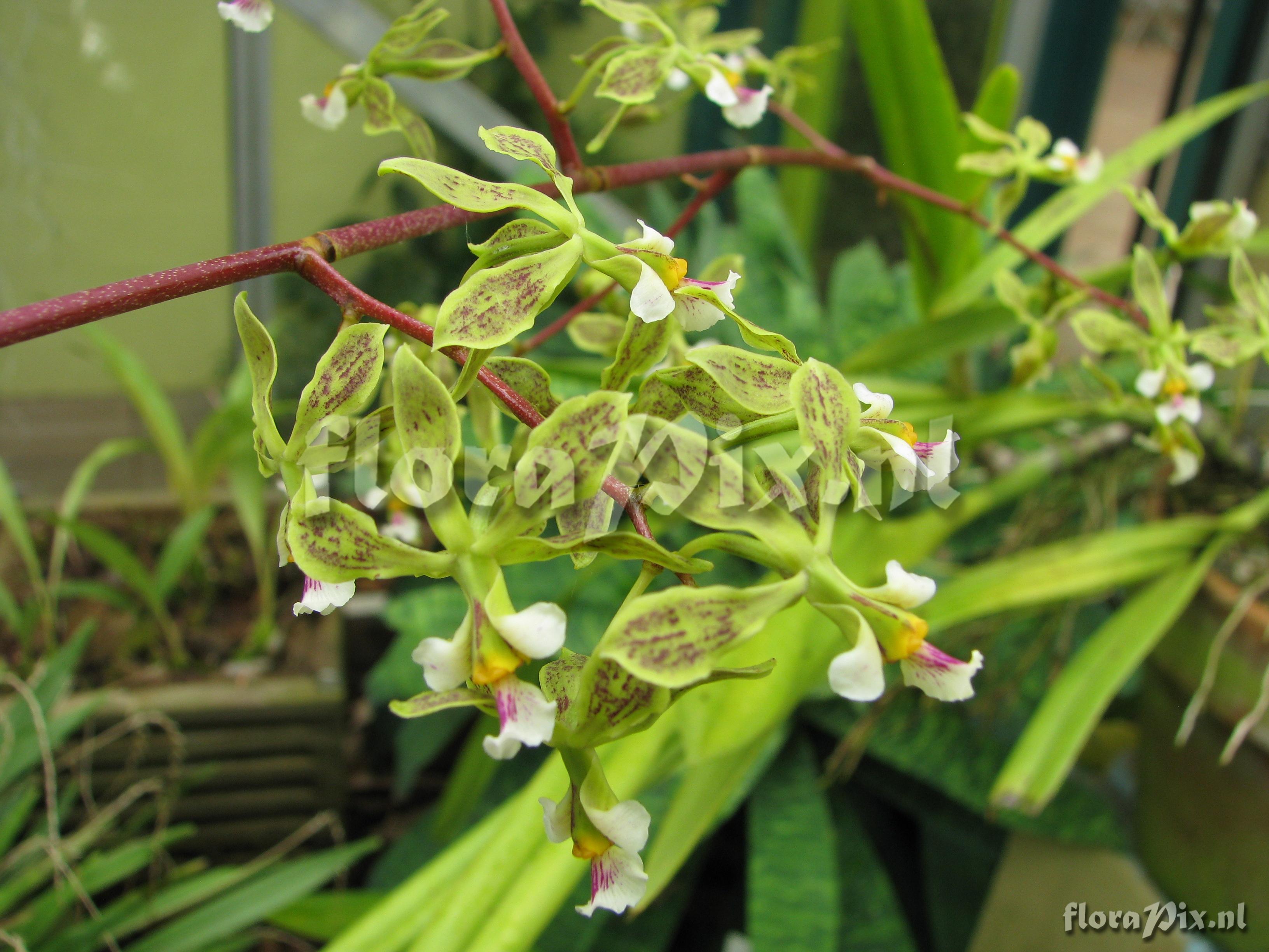 Encyclia granitica