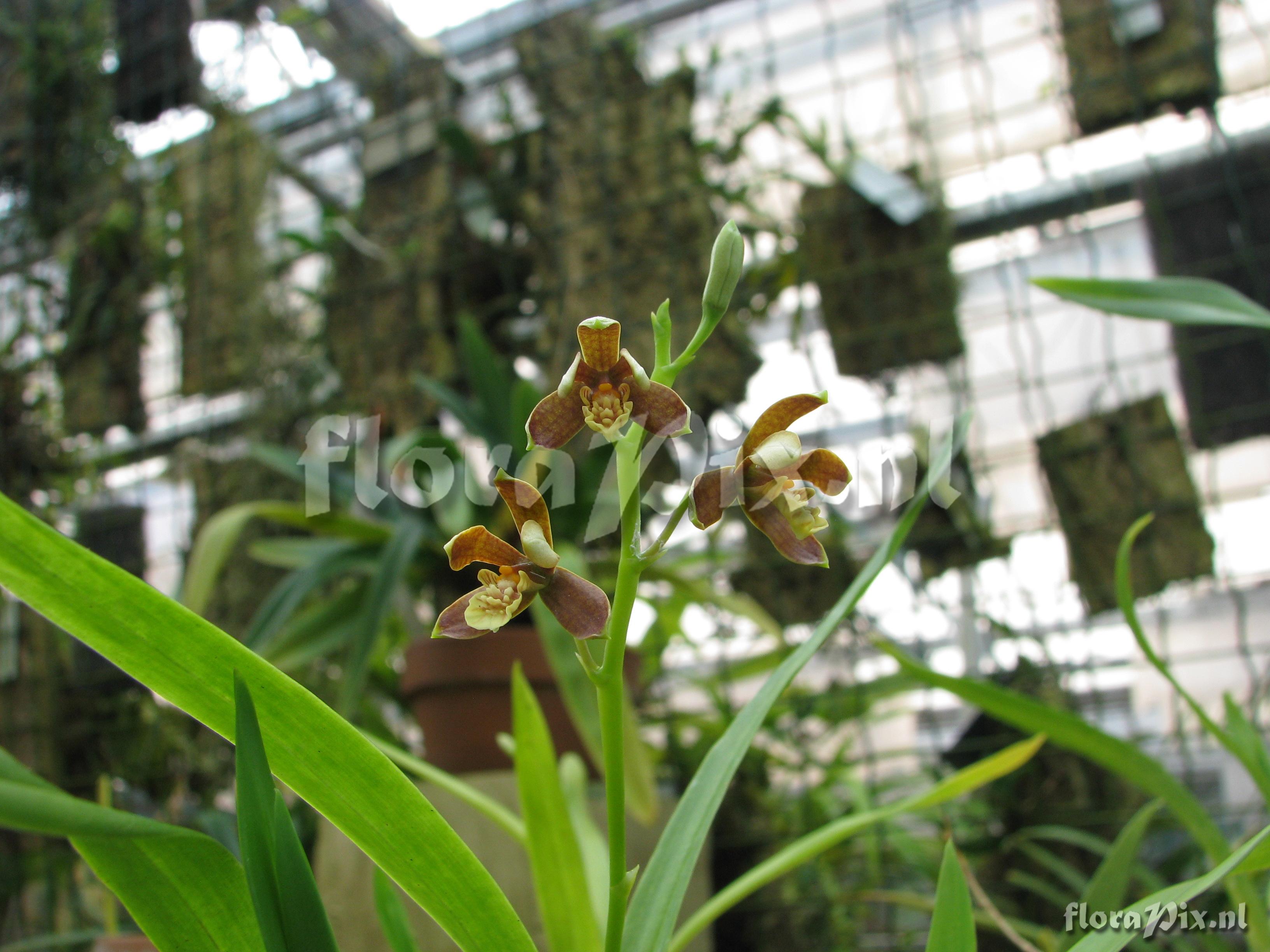 Encyclia livida