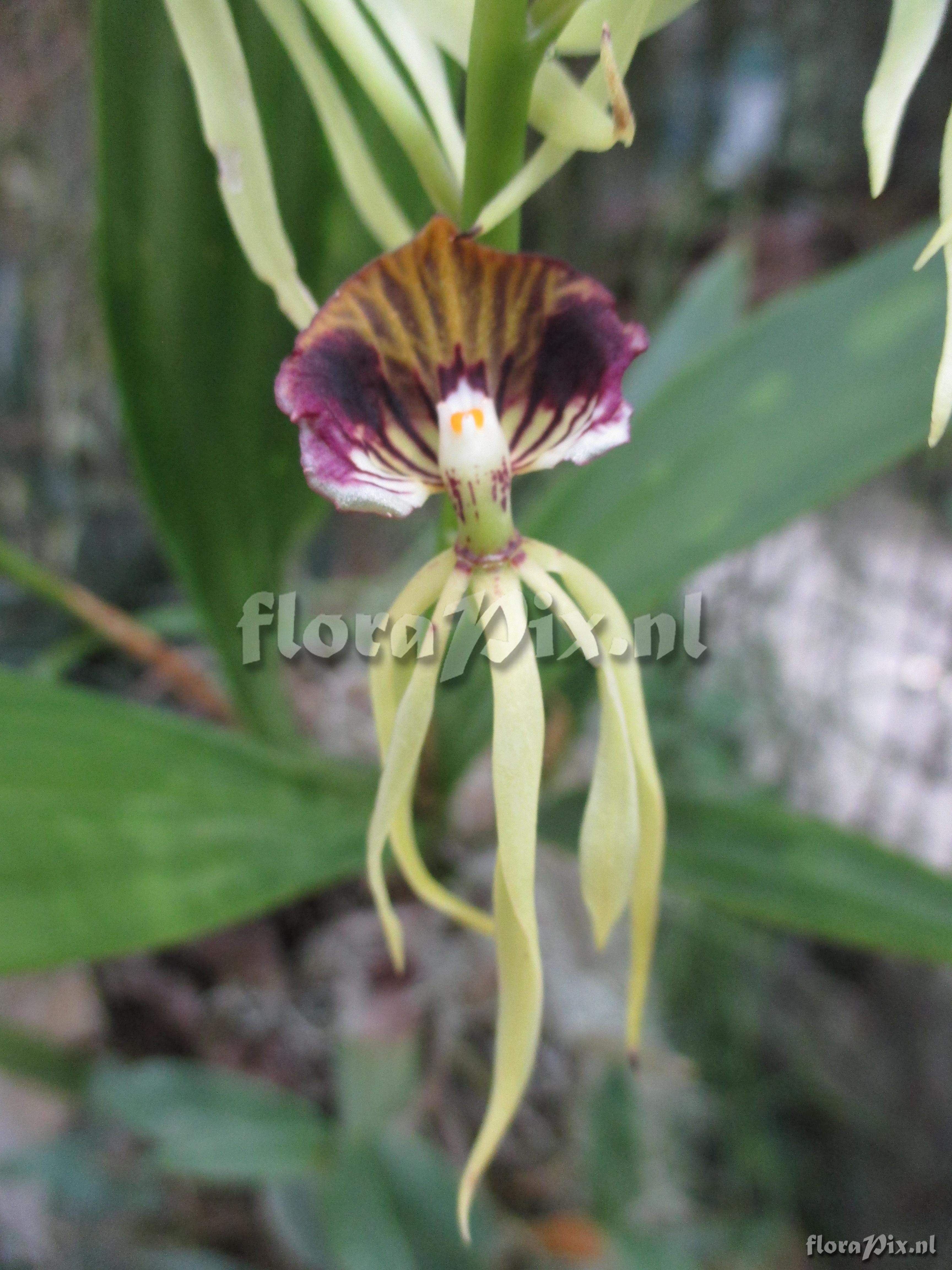 Encyclia cochleata