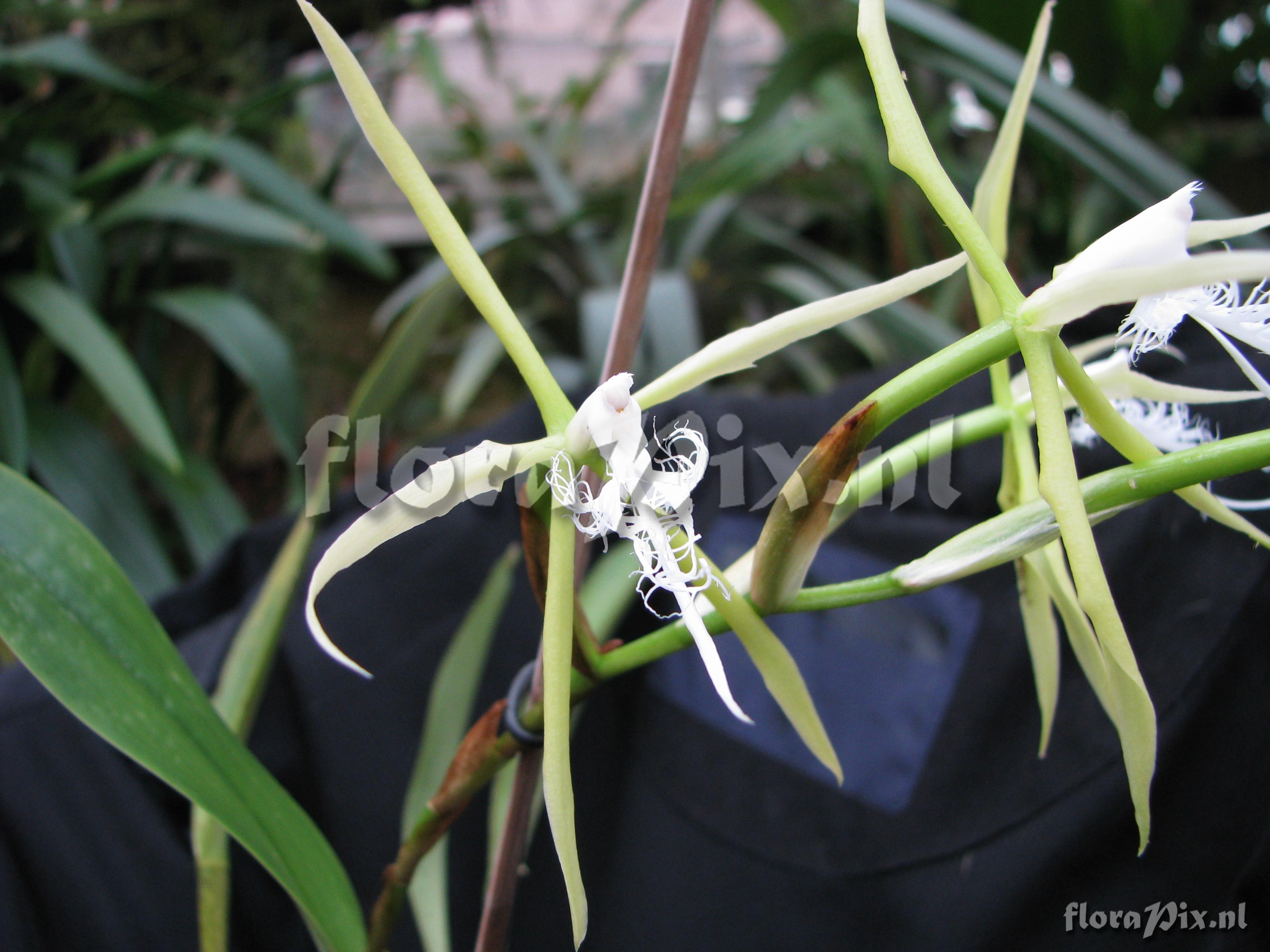 Epidendrum ciliare