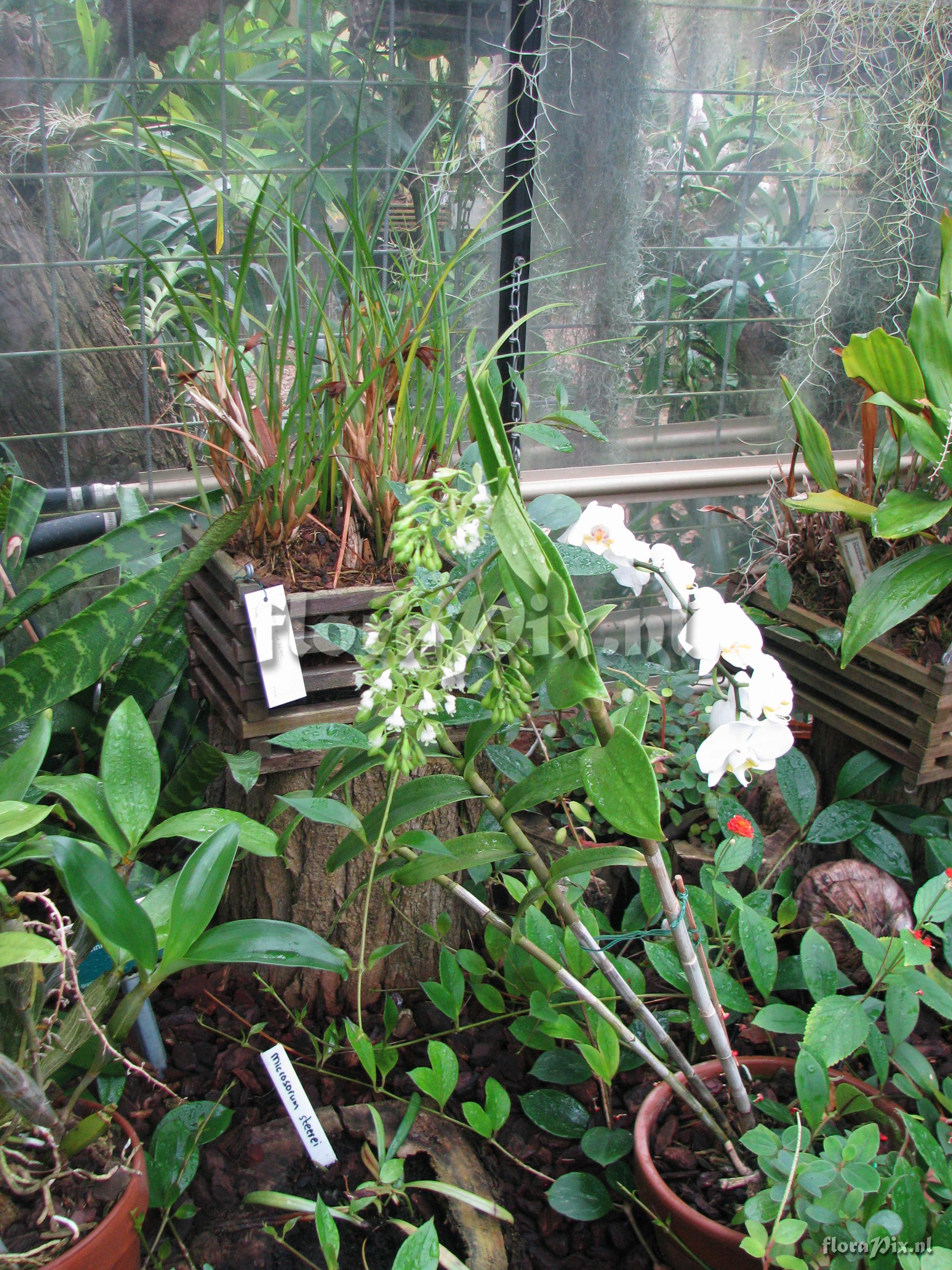 Epidendrum nr 156.JPG