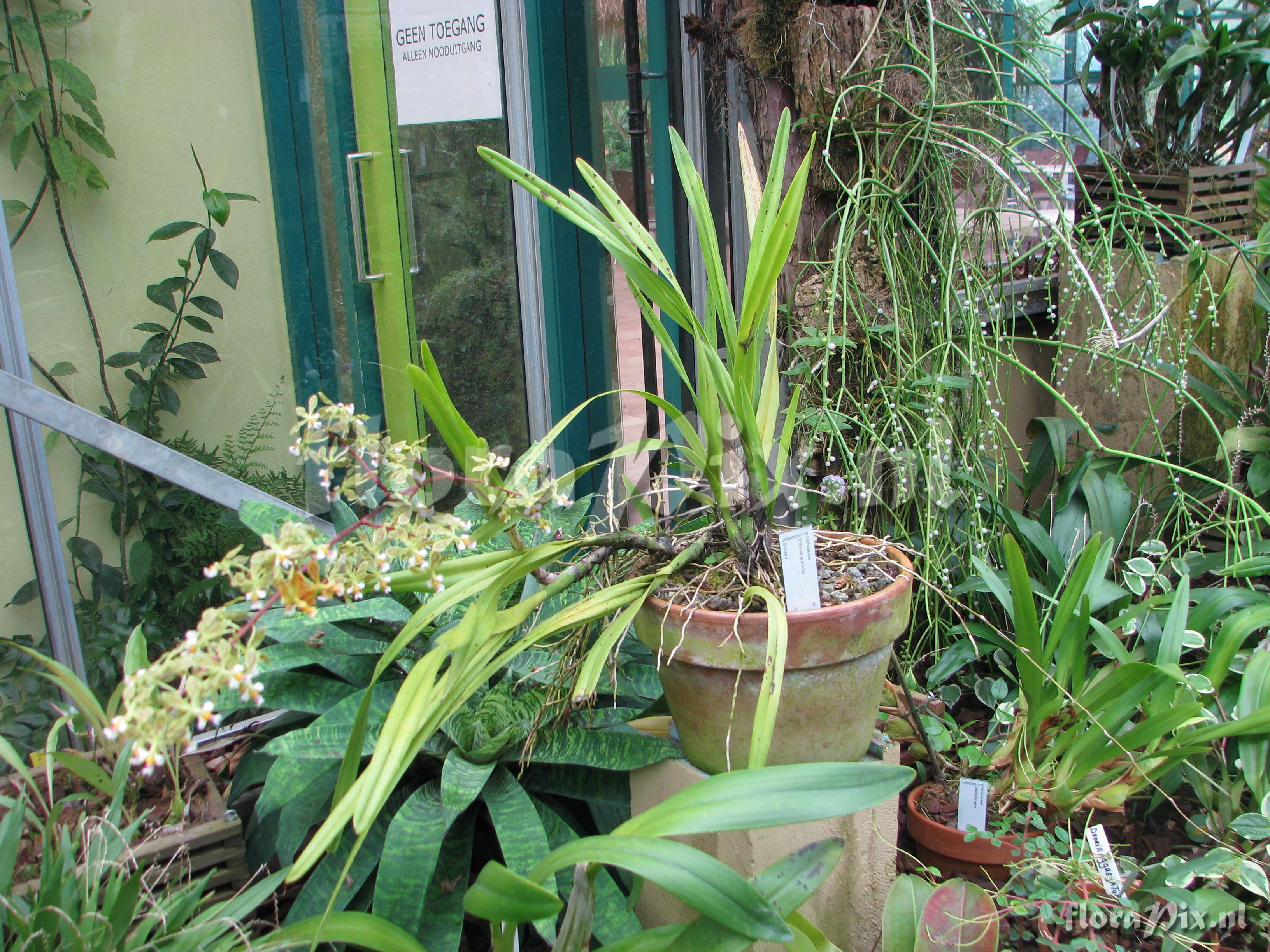 Encyclia granitica