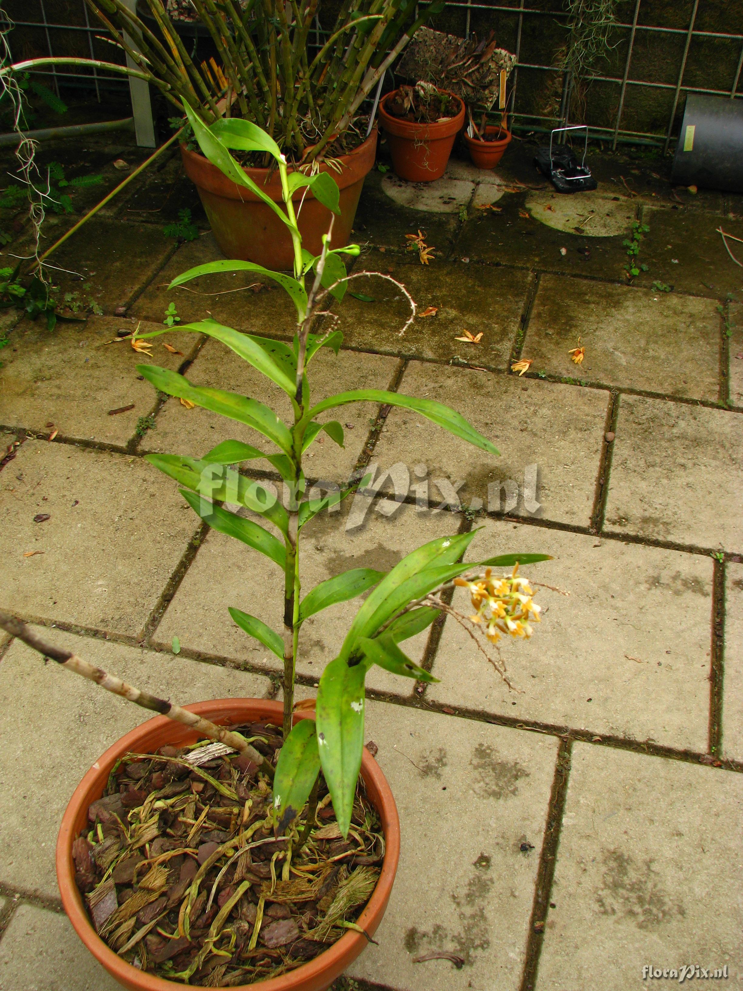 Epidendrum ferrugineum