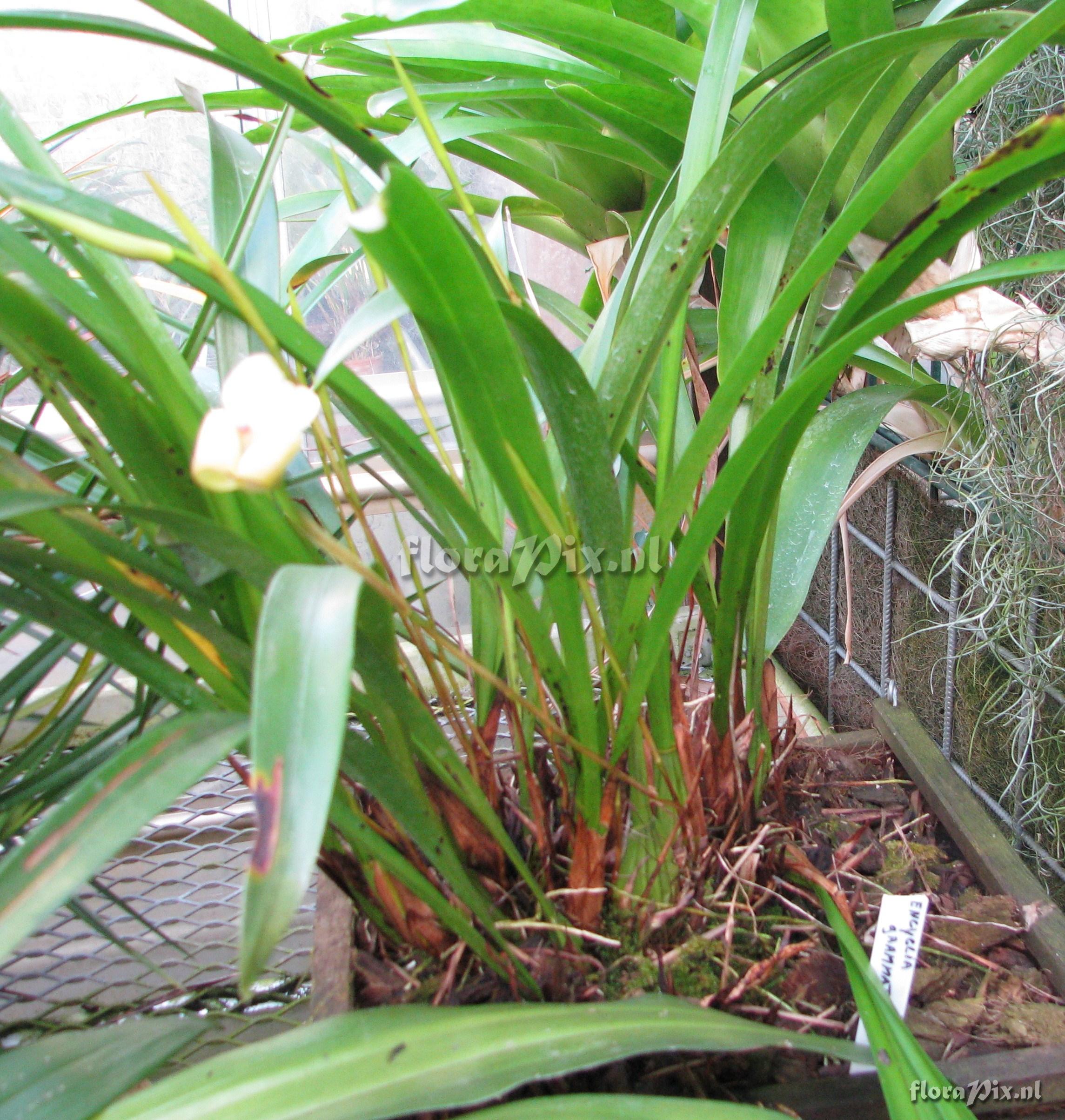 Encyclia grammatoglossa