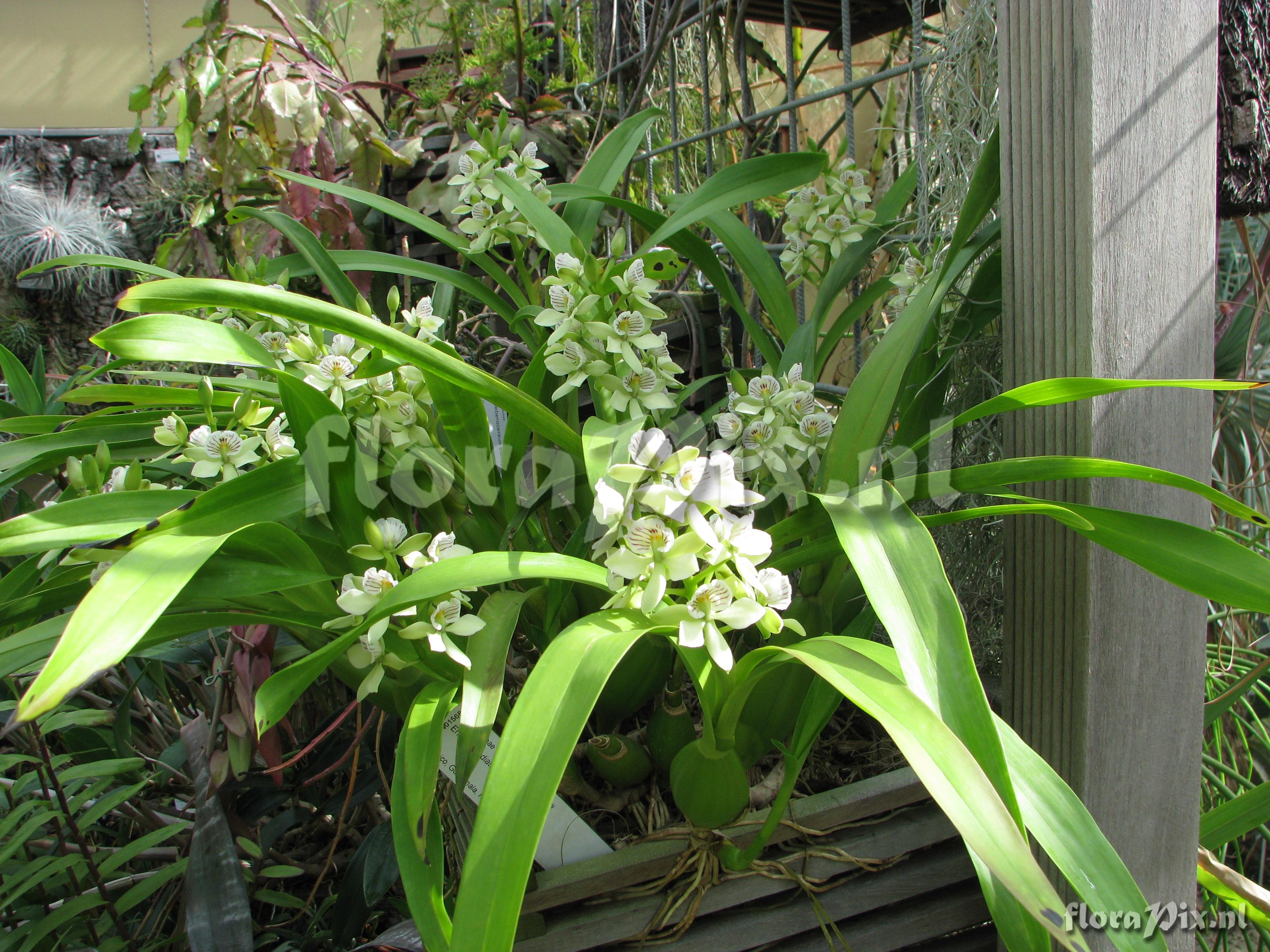 Encyclia radiata