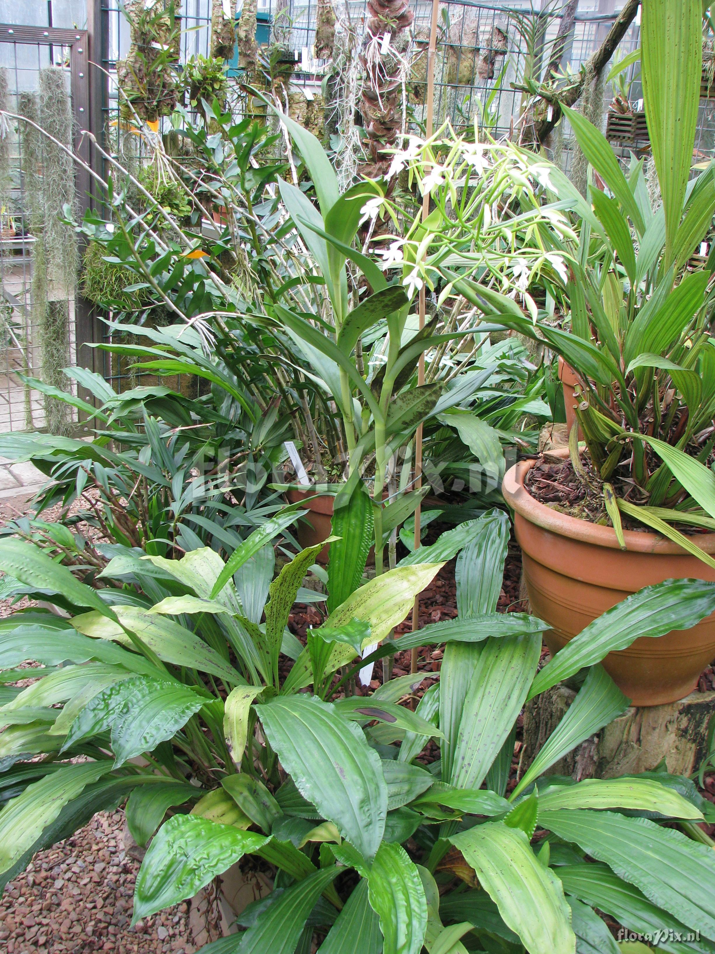 Epidendrum lacustre