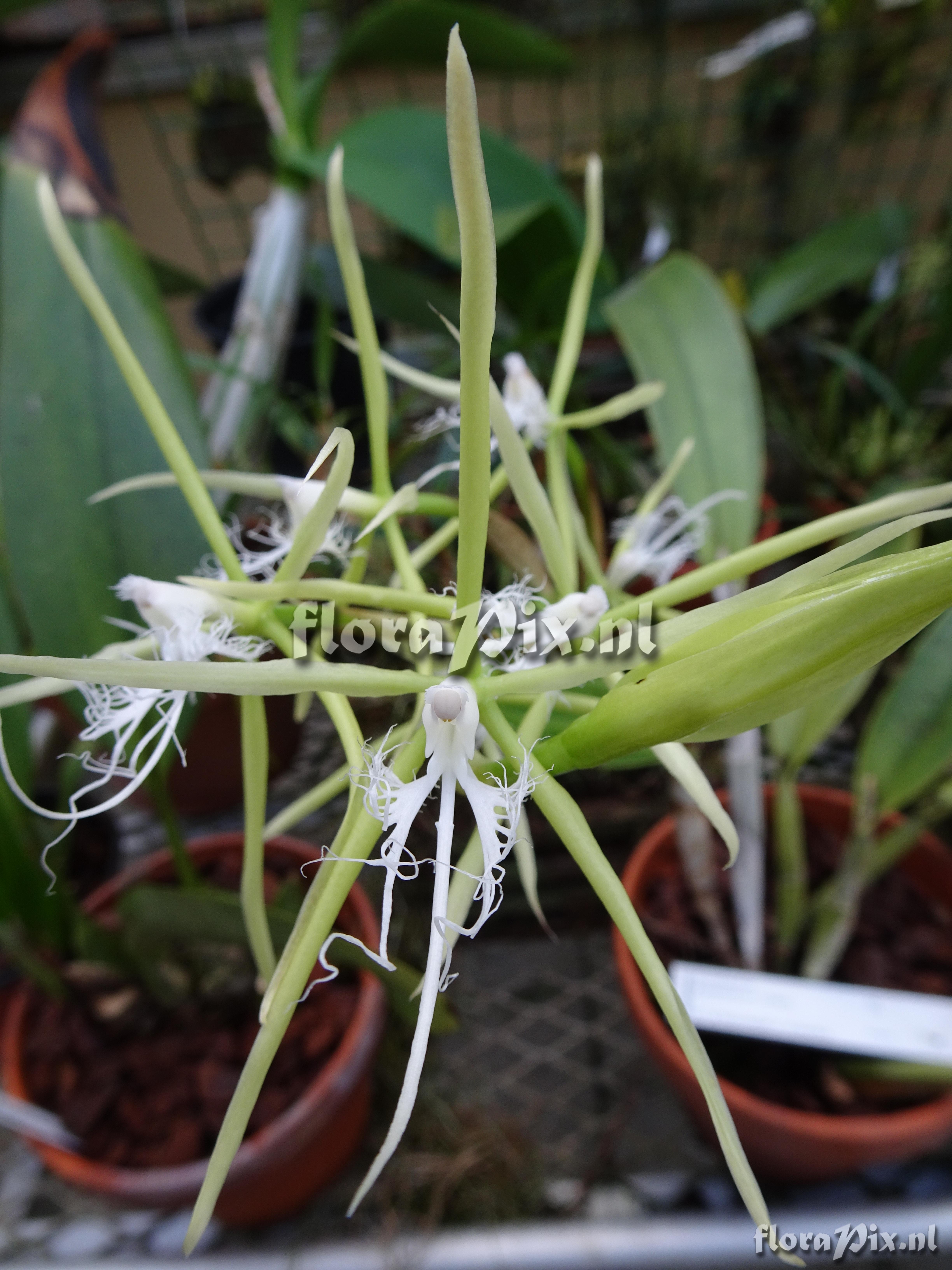 Epidendrum ciliare