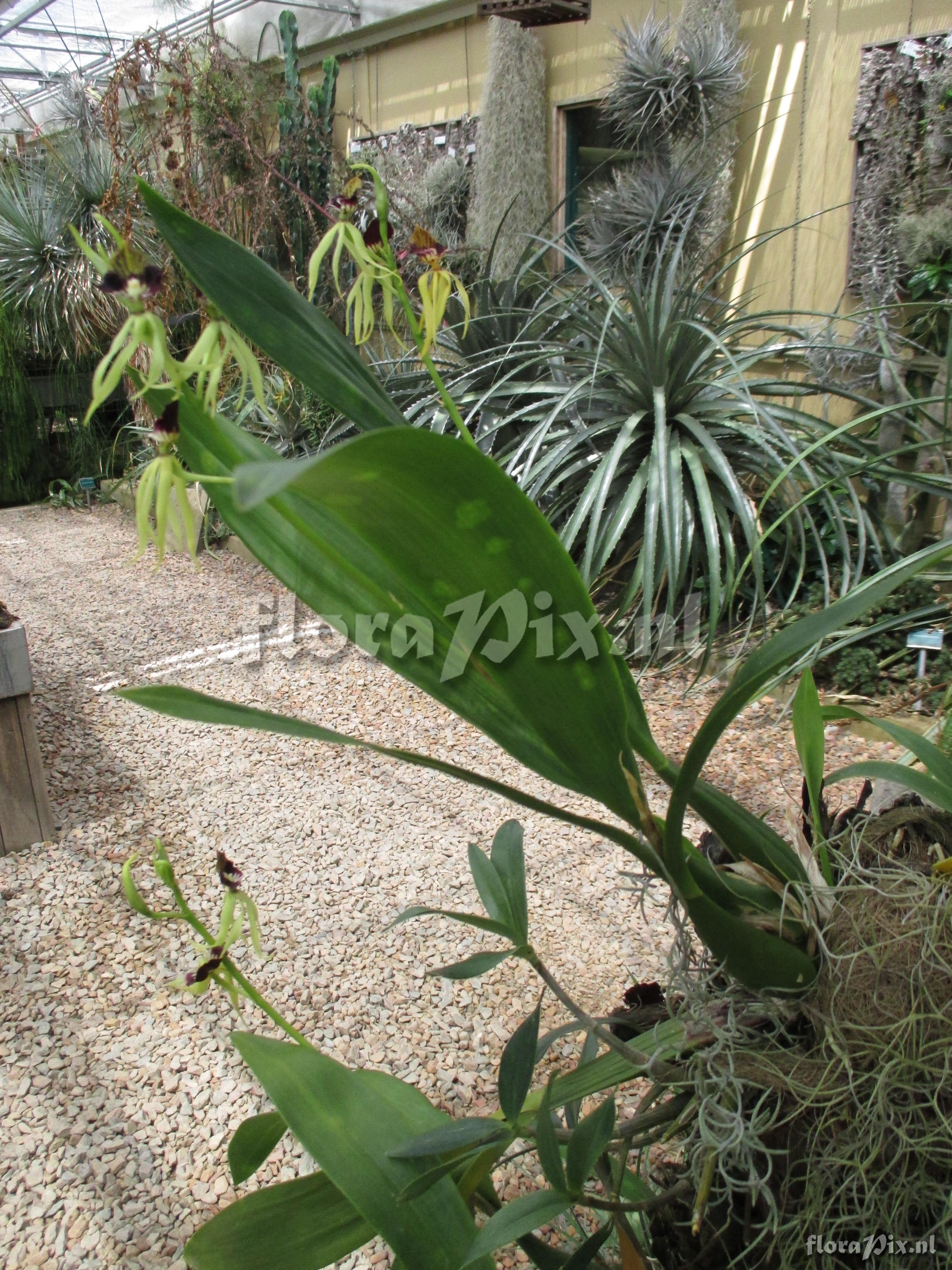 Encyclia cochleata