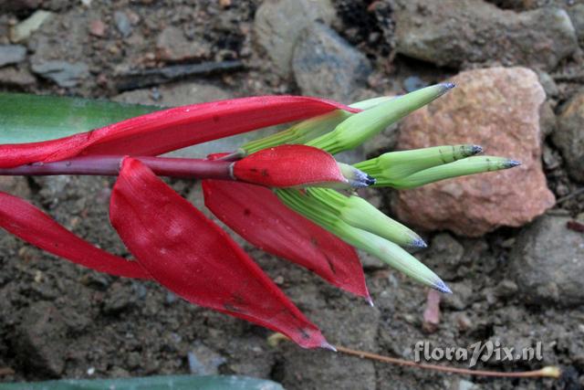 Billbergia amoena