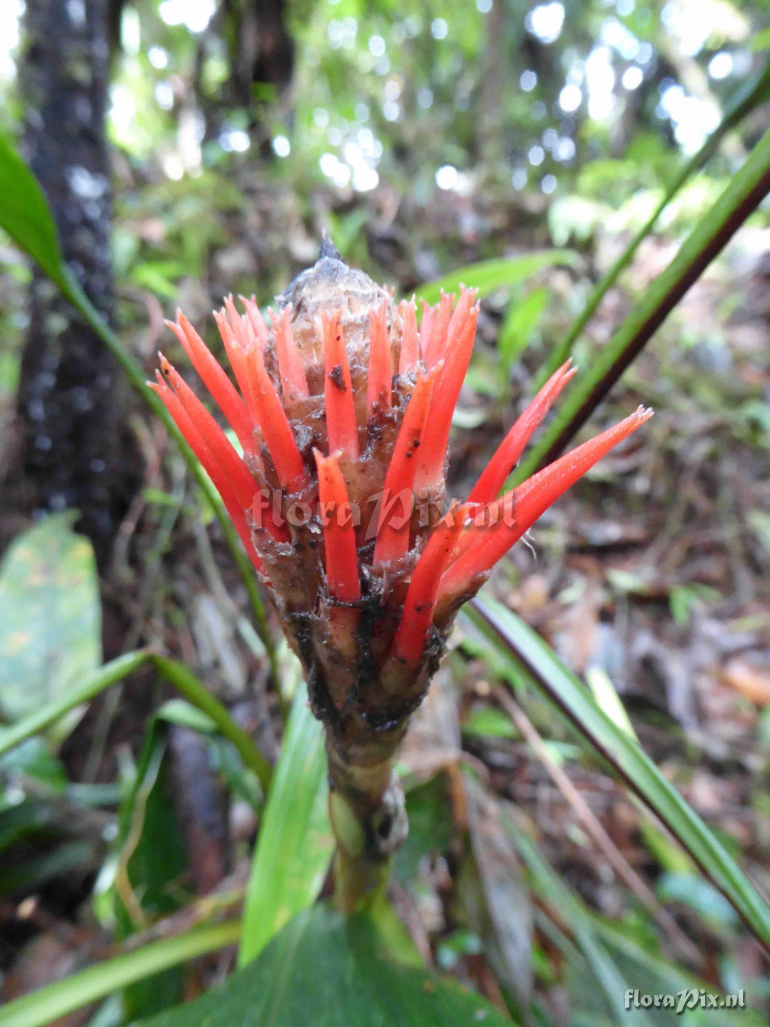 Pitcairnia spec.