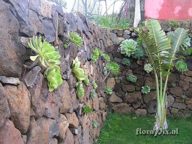 Gardenwall with aeoniums