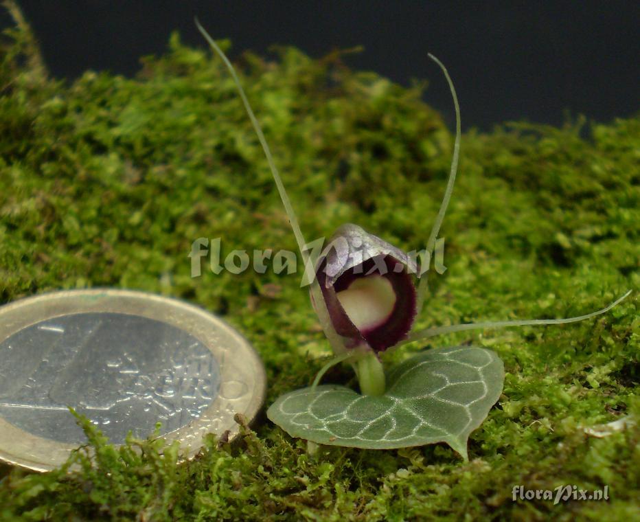 Corybas pictus