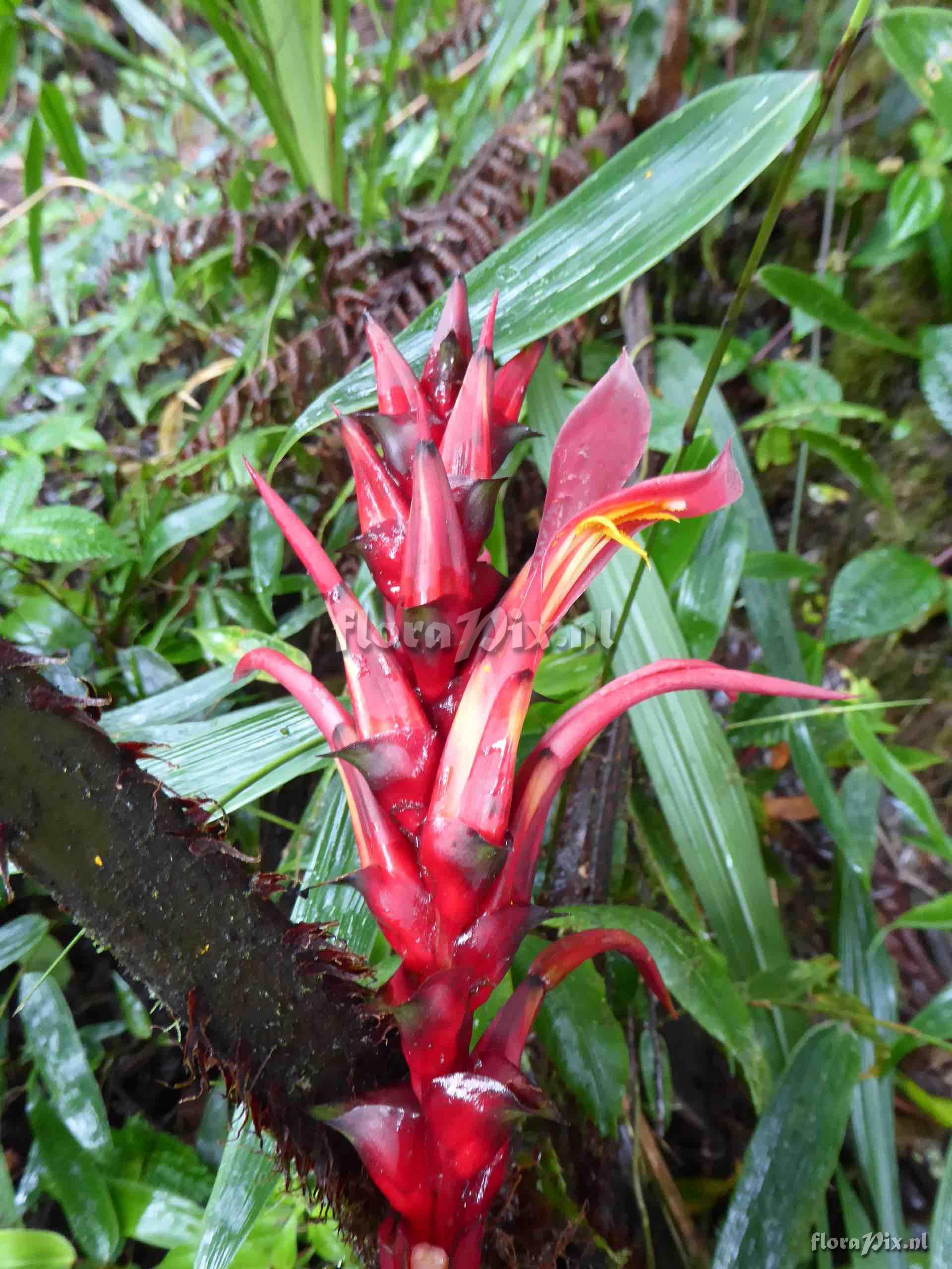 Pitcairnia luteyniorum