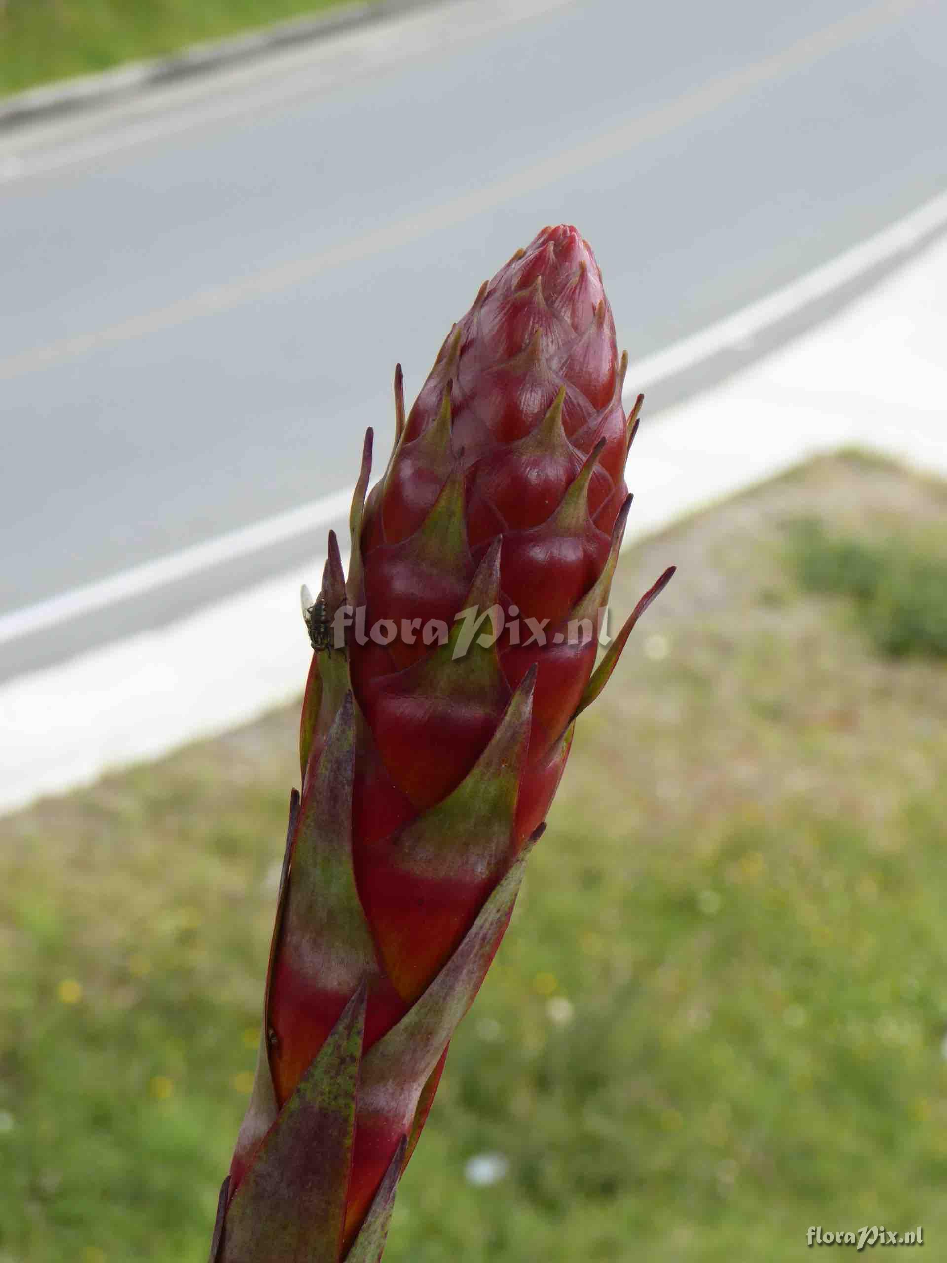 Tillandsia buseri