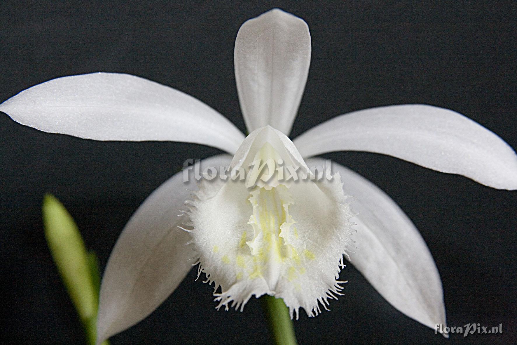 Pleione formosana forma alba